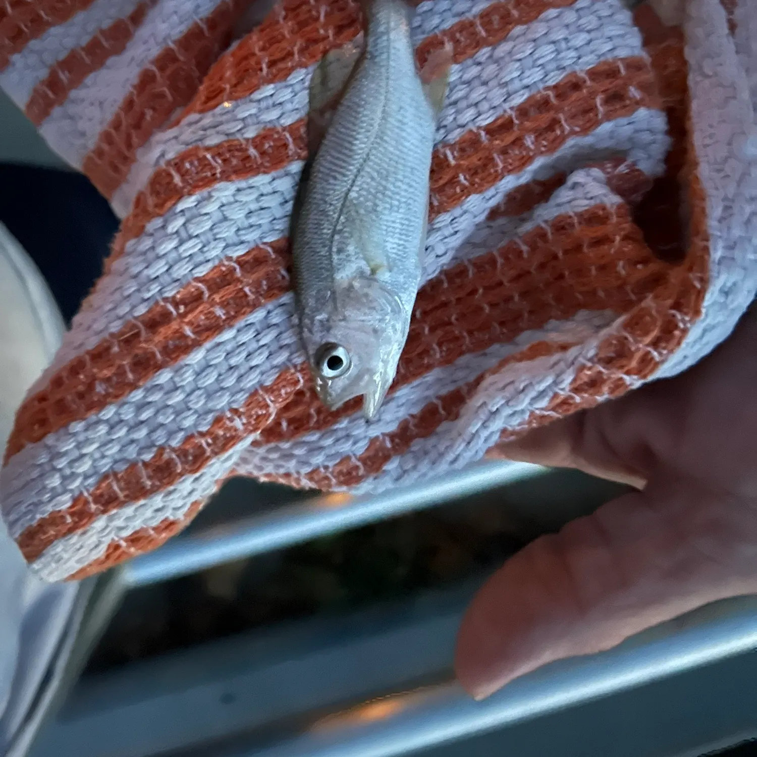 Silver perch caught on Fishbrain