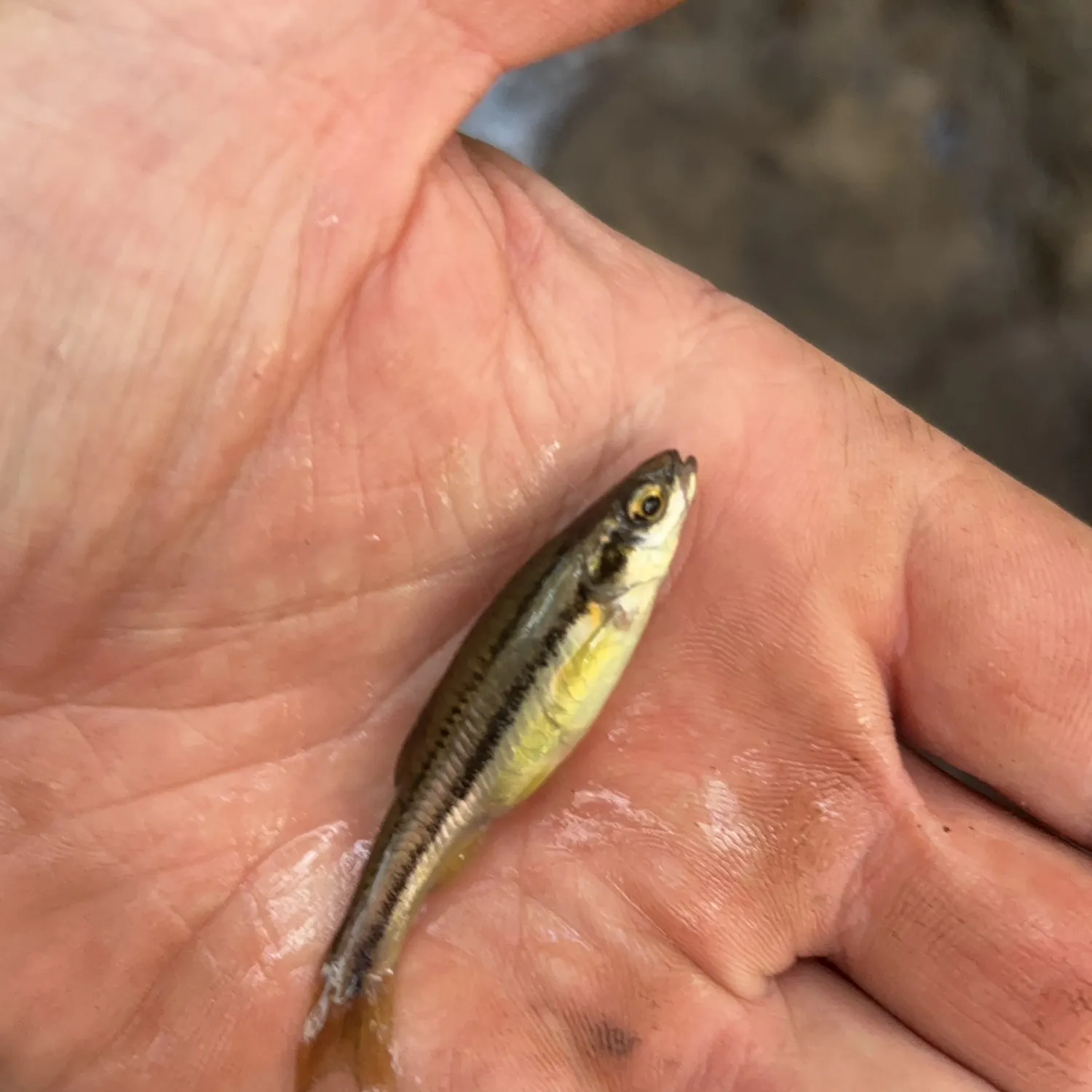 The most recent Northern redbelly dace catches on Fishbrain