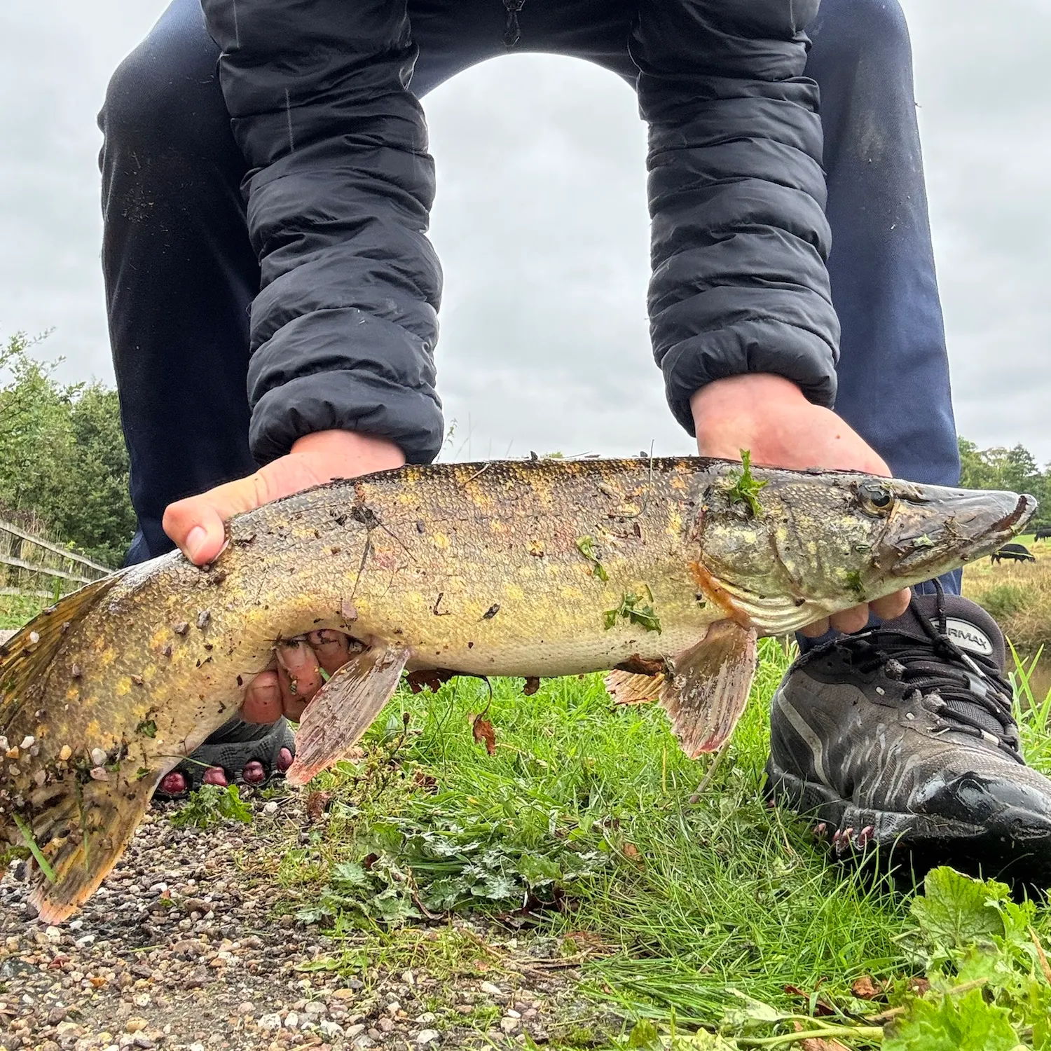 Northern pike caught on Fishbrain