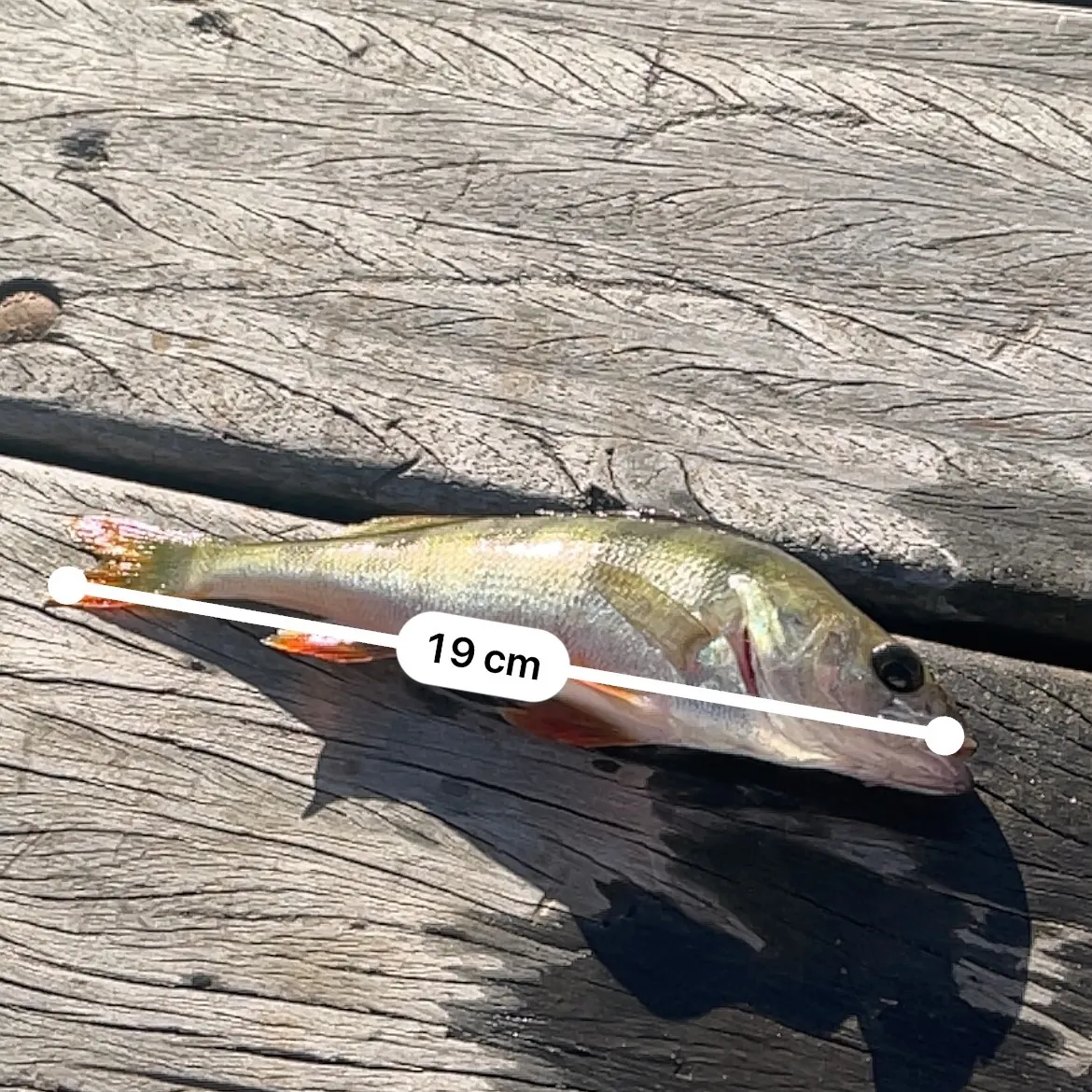 European perch caught on Fishbrain