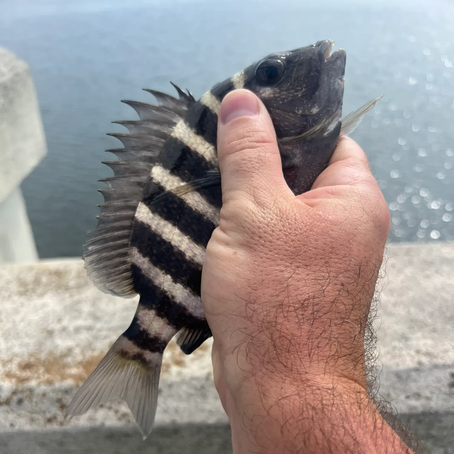 The most recent Sheepshead catches on Fishbrain