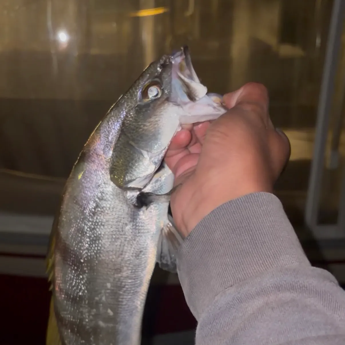 The most recent White seabass catches on Fishbrain