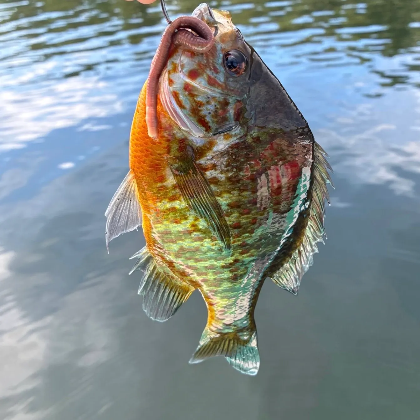 Pumpkinseed caught on Fishbrain