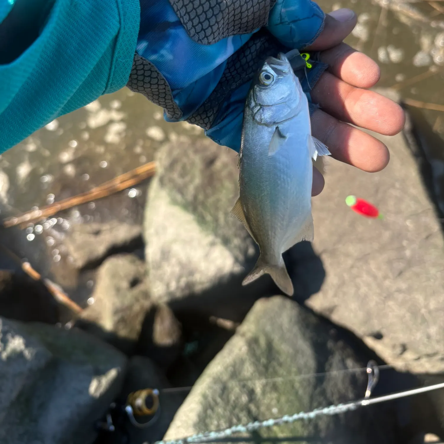 Bluefish caught on Fishbrain