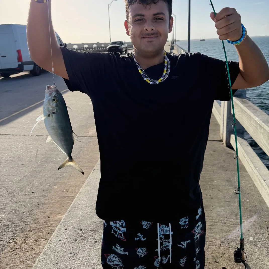 The most recent Southern yellowtail amberjack catches on Fishbrain