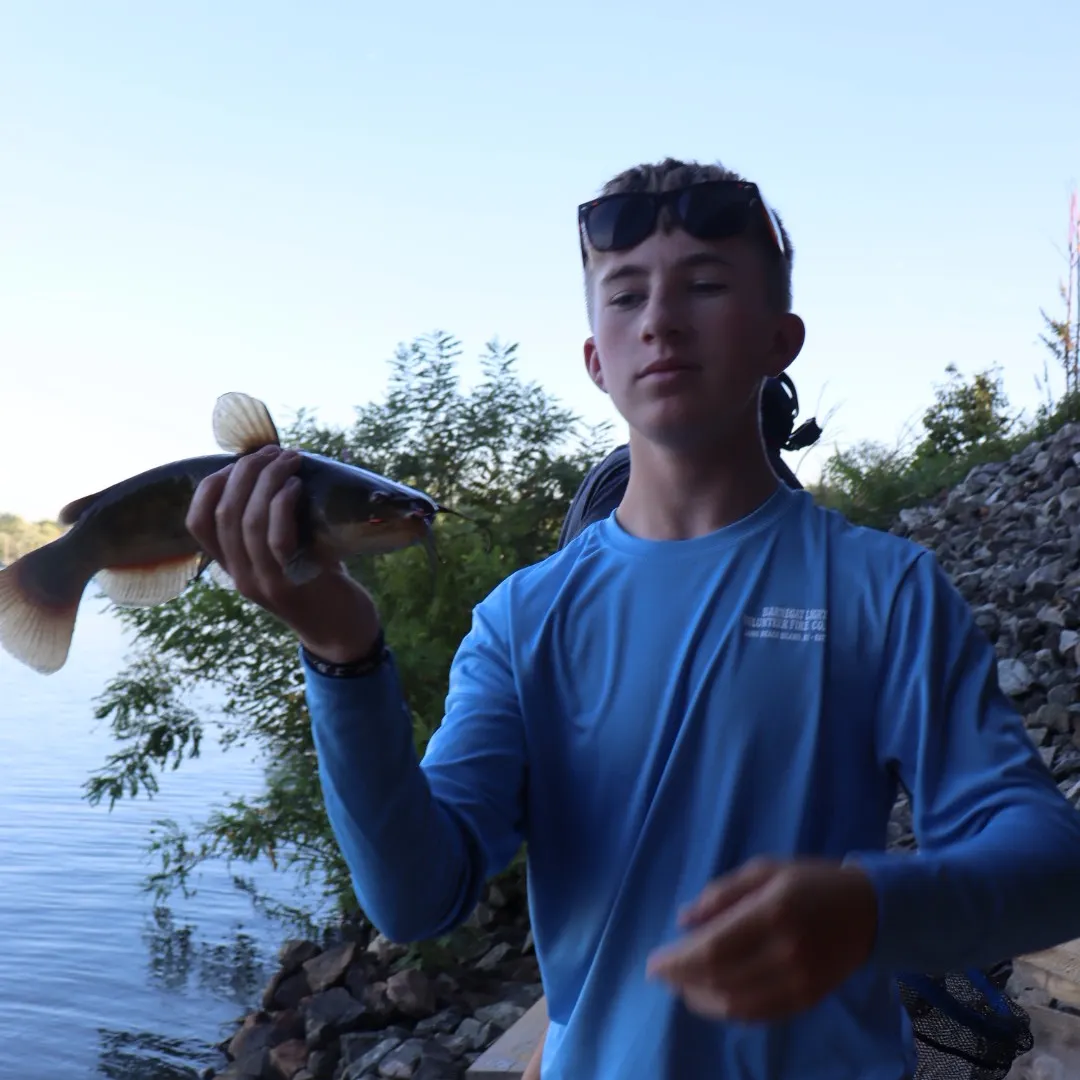Yellow bullhead caught on Fishbrain