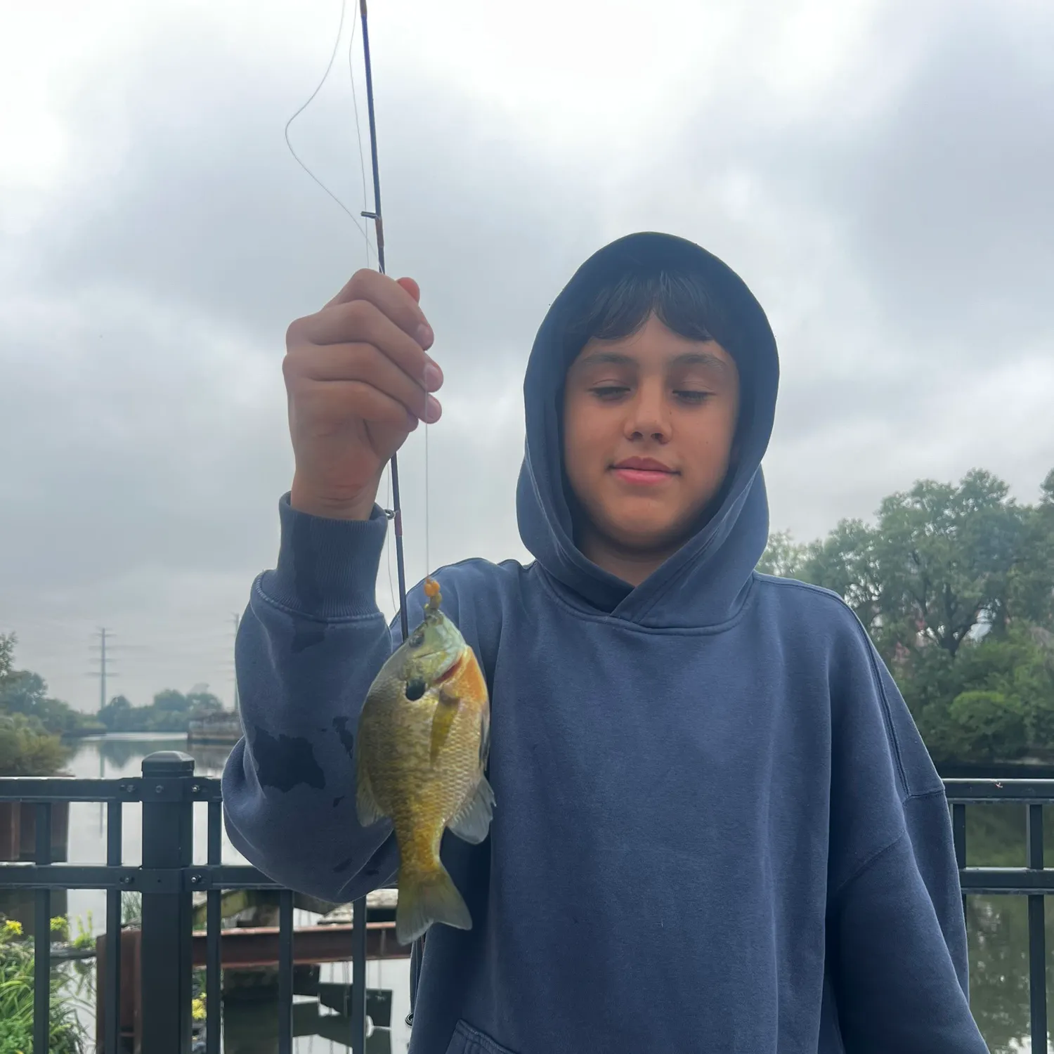 Bluegill caught on Fishbrain