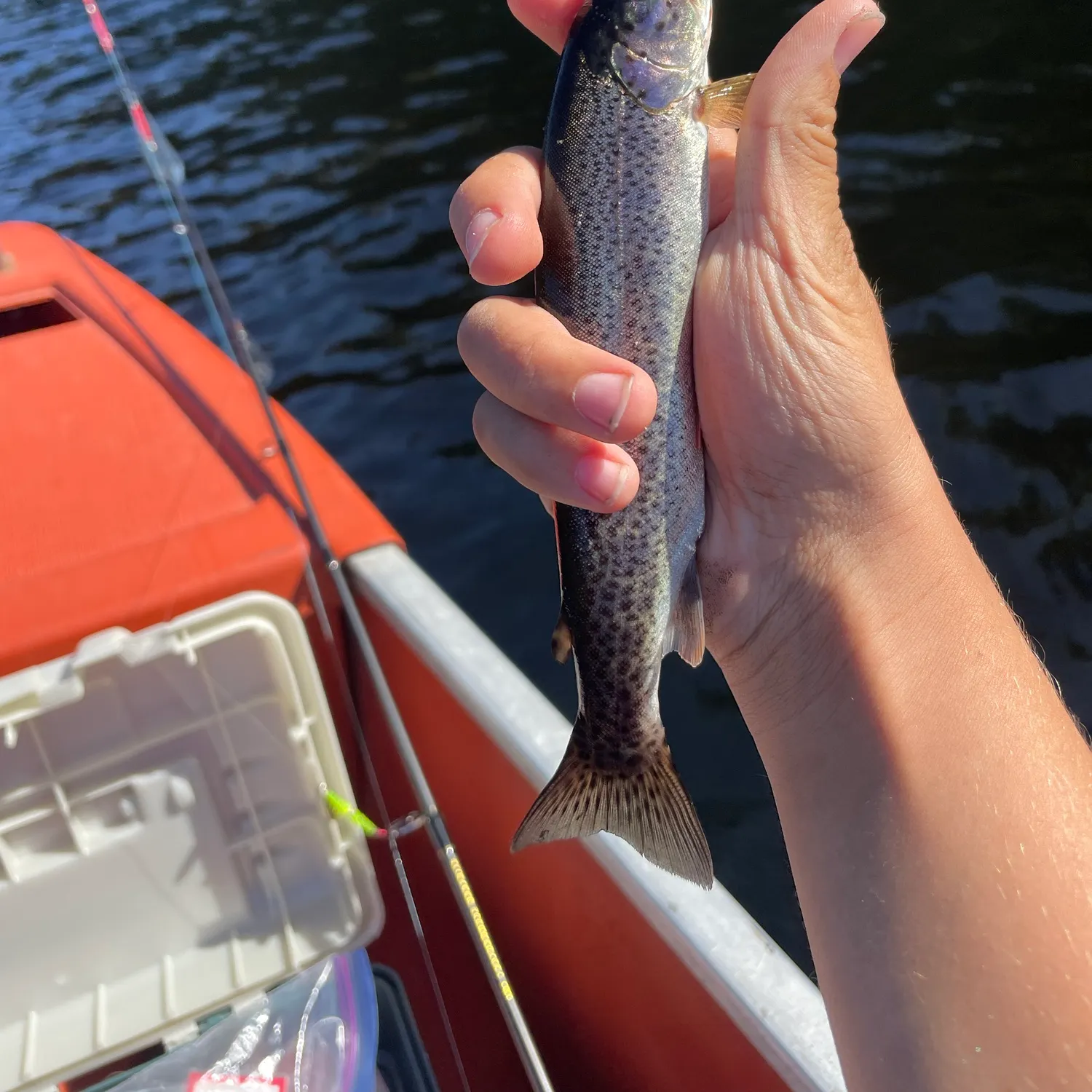 Coastal cutthroat trout caught on Fishbrain