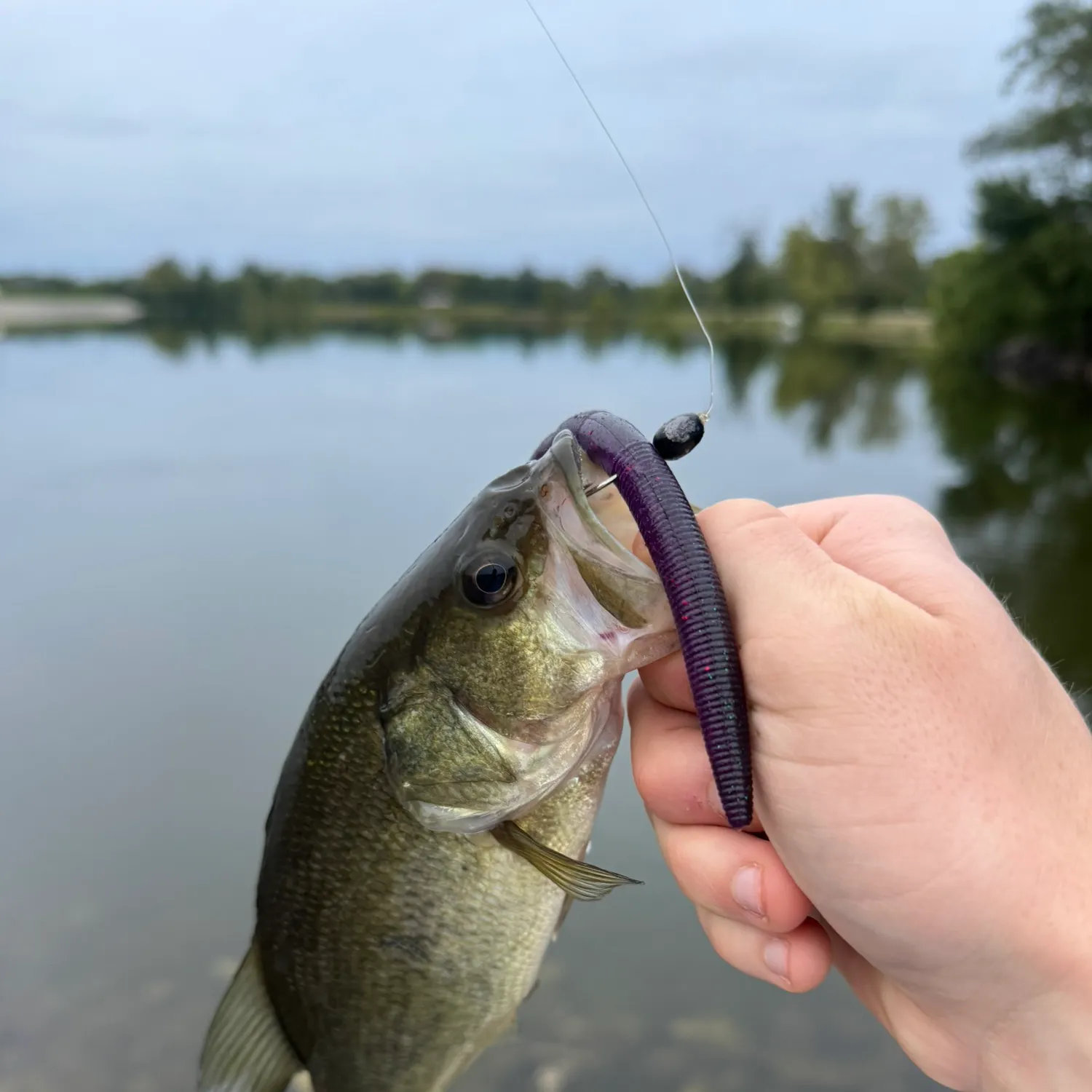 Largemouth bass caught on Fishbrain