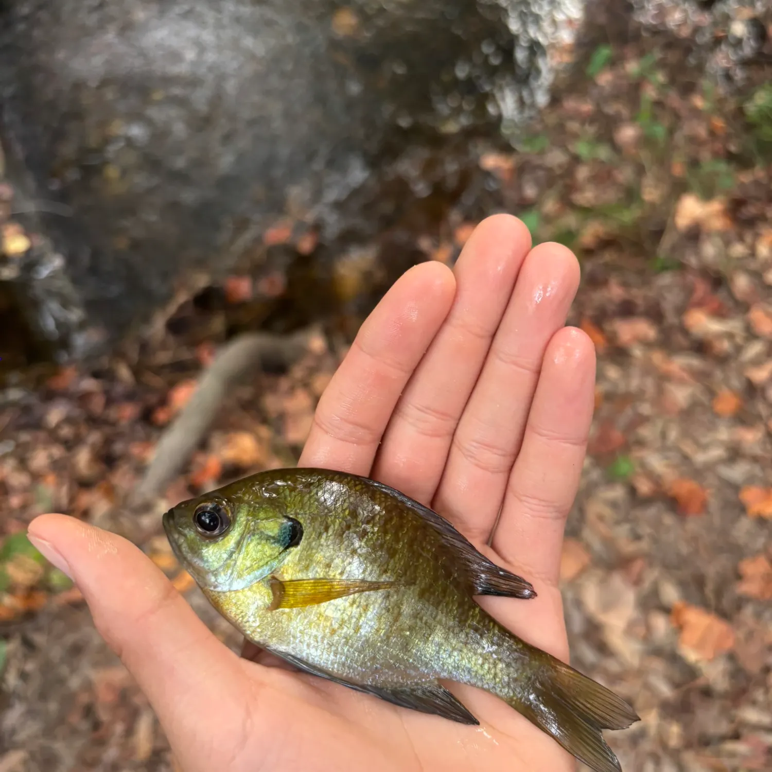 Bluegill caught on Fishbrain