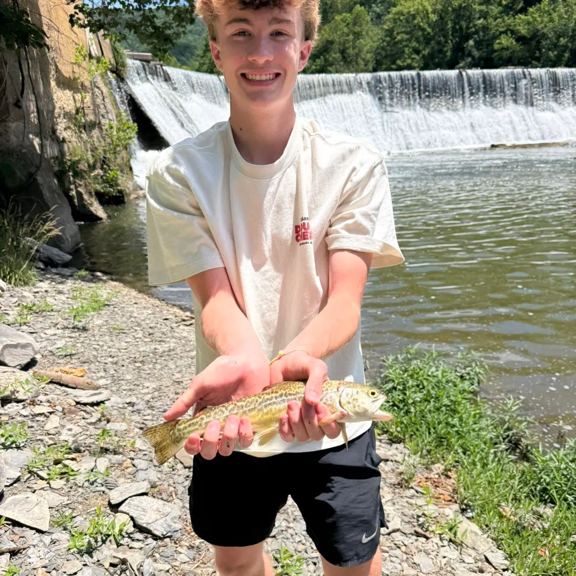 The most recent Tiger trout catches on Fishbrain
