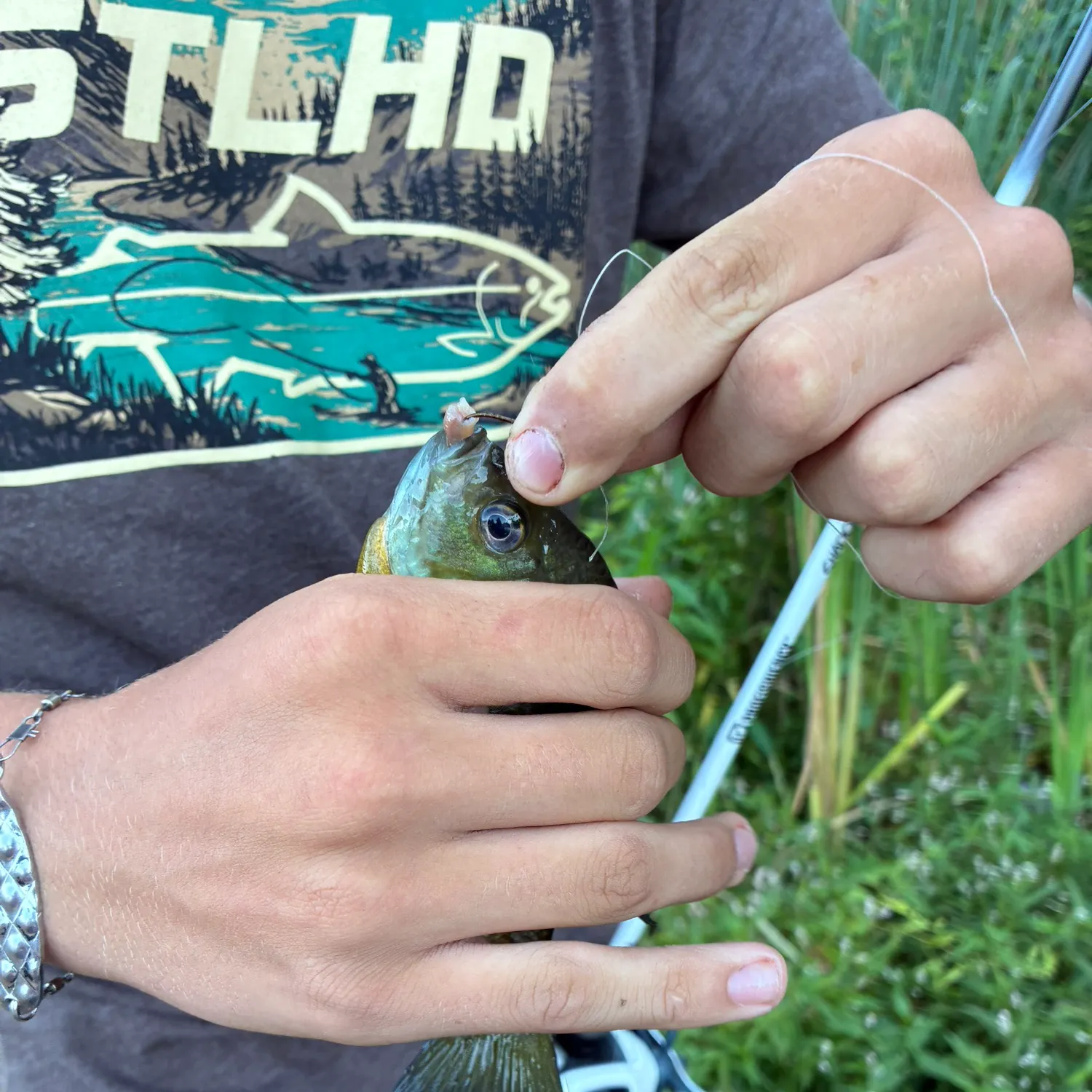 Bluegill caught on Fishbrain