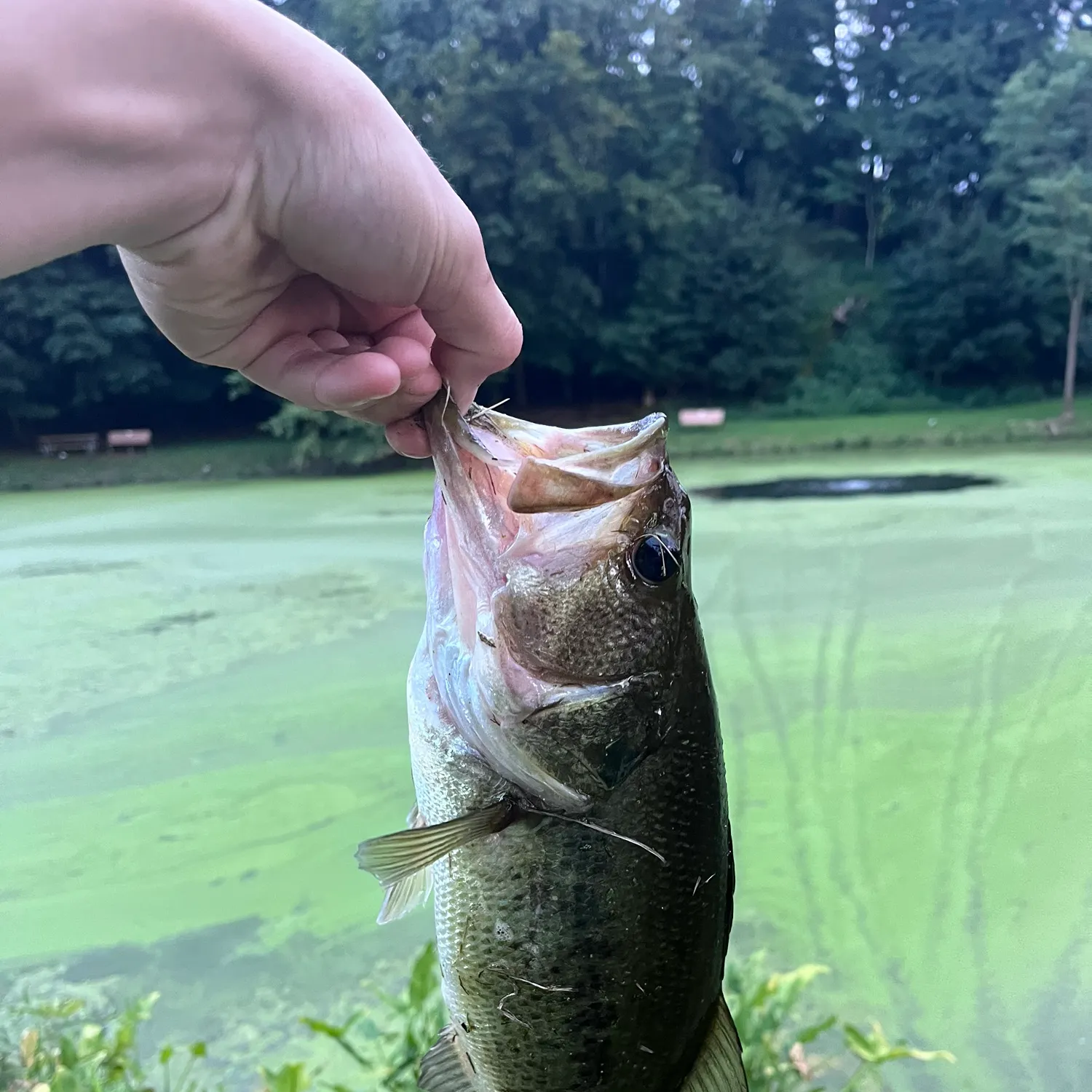 Largemouth bass caught on Fishbrain