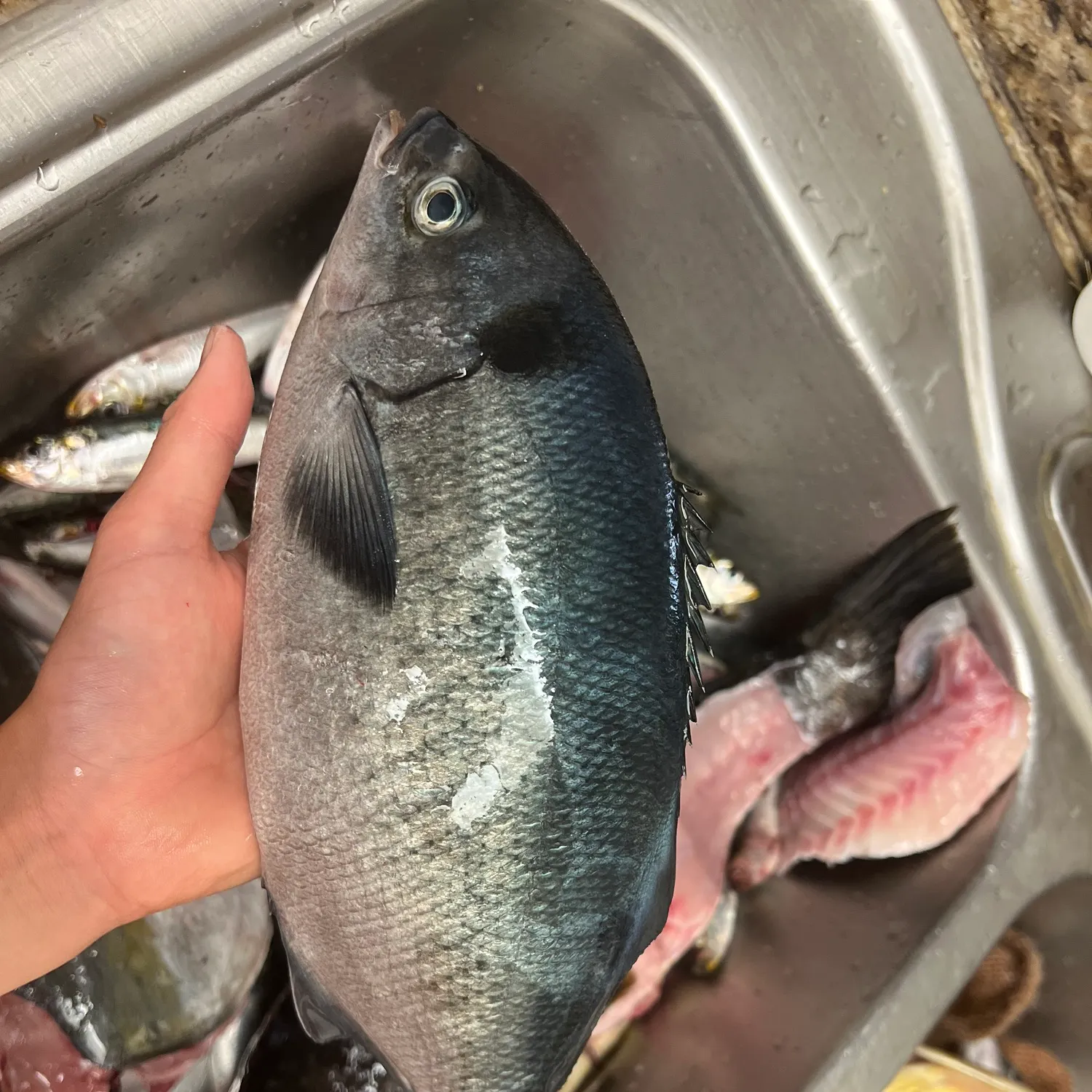 The most recent Halfmoon catches on Fishbrain