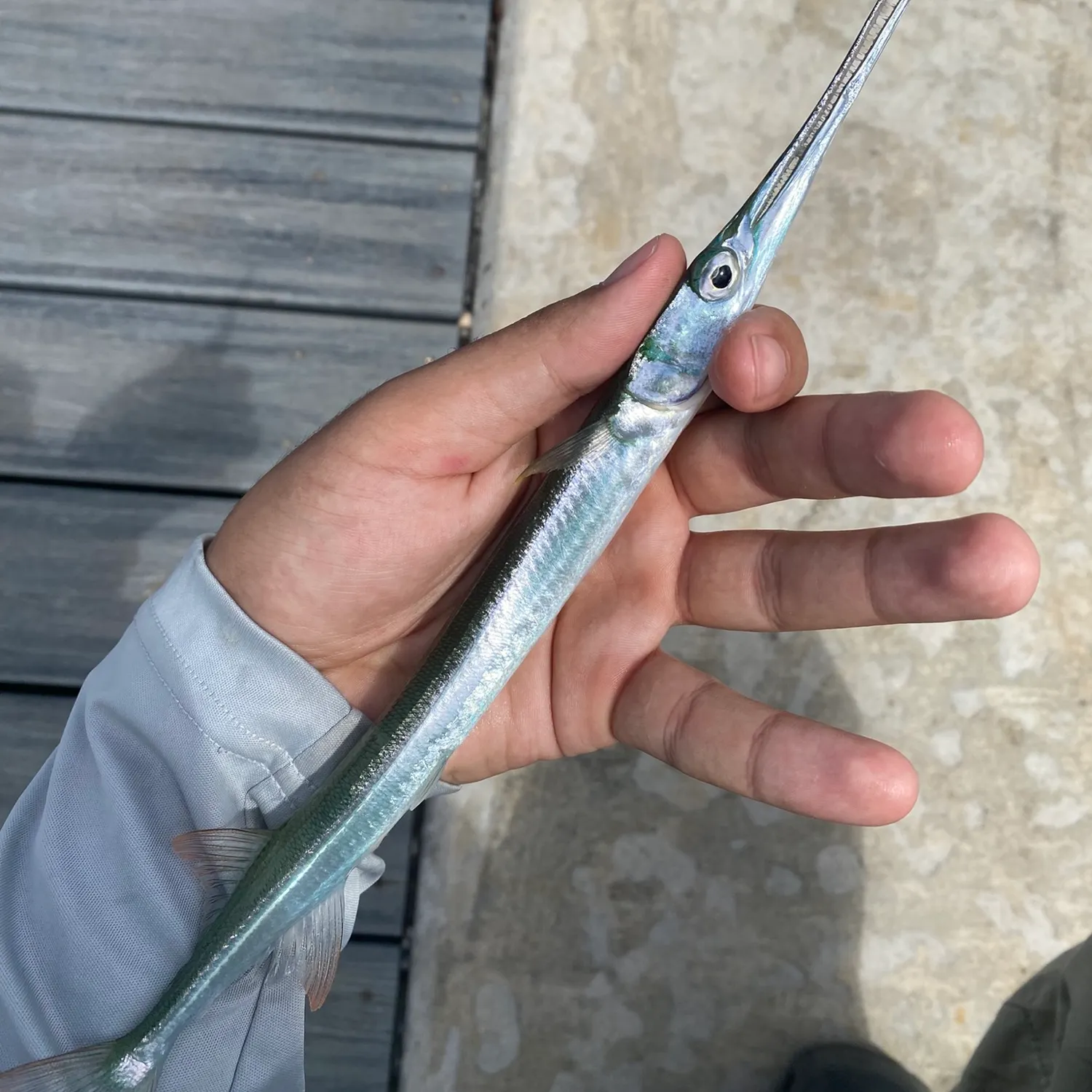 The most recent Redfin needlefish catches on Fishbrain
