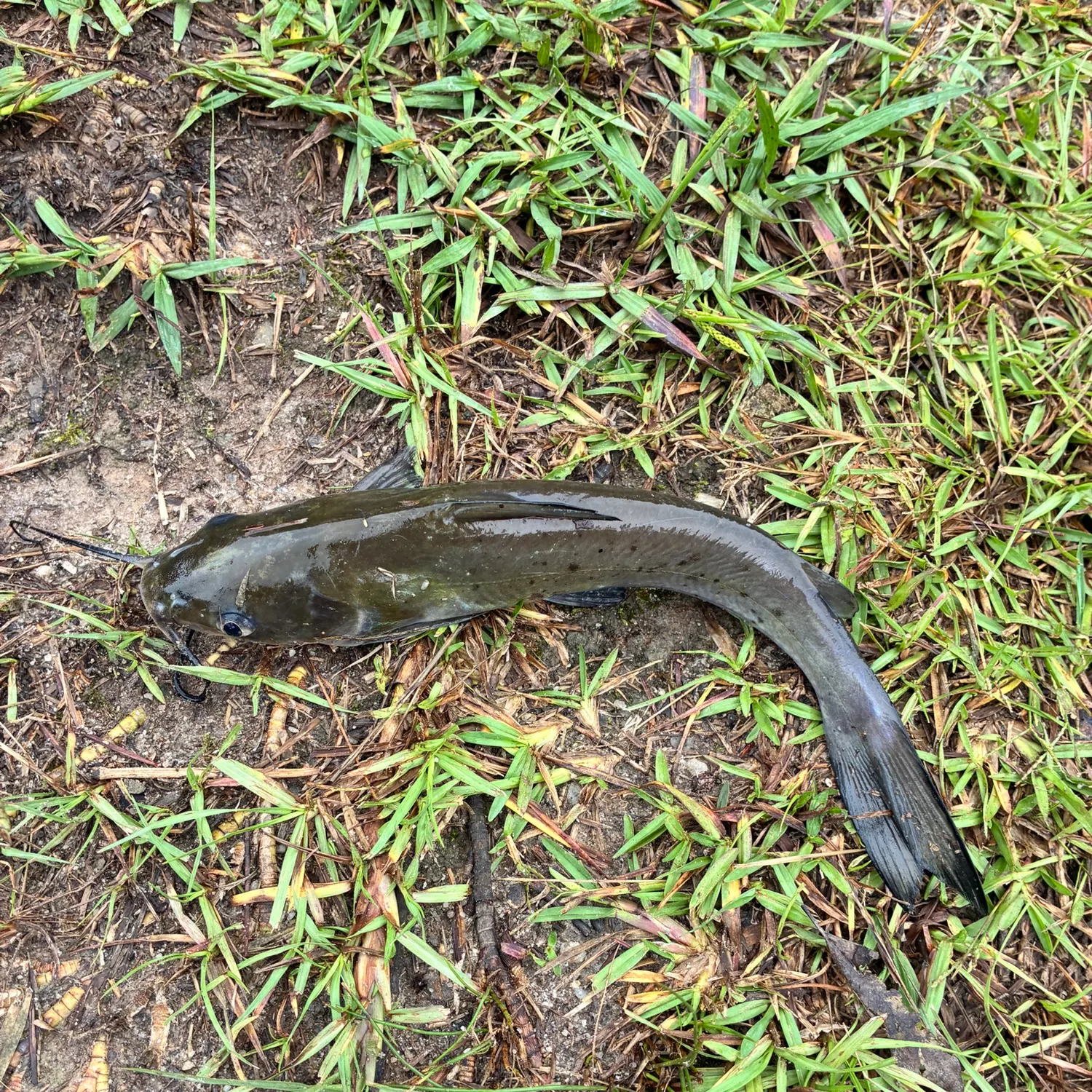 Channel catfish caught on Fishbrain