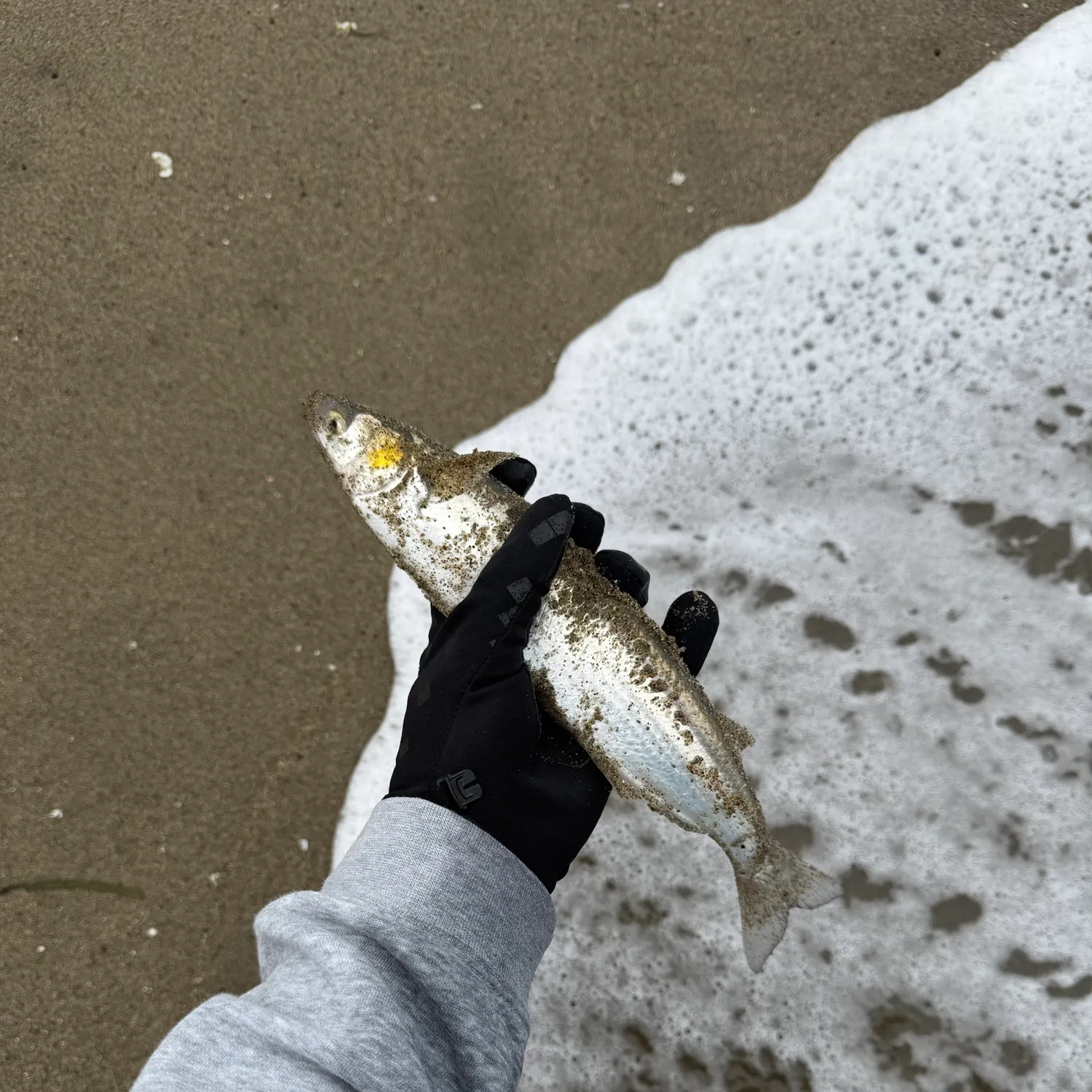 Jack silverside caught on Fishbrain