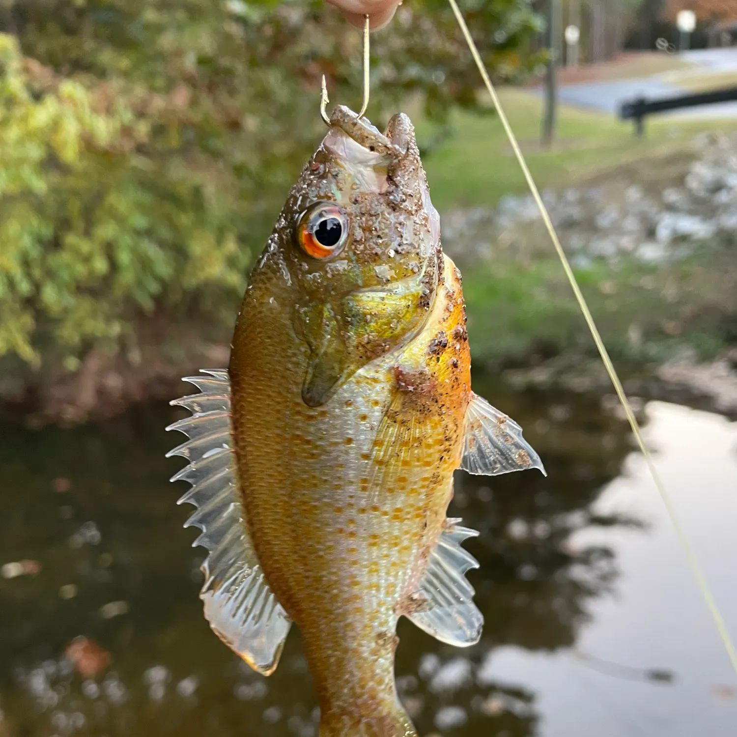 The most recent Redbreast sunfish catches on Fishbrain