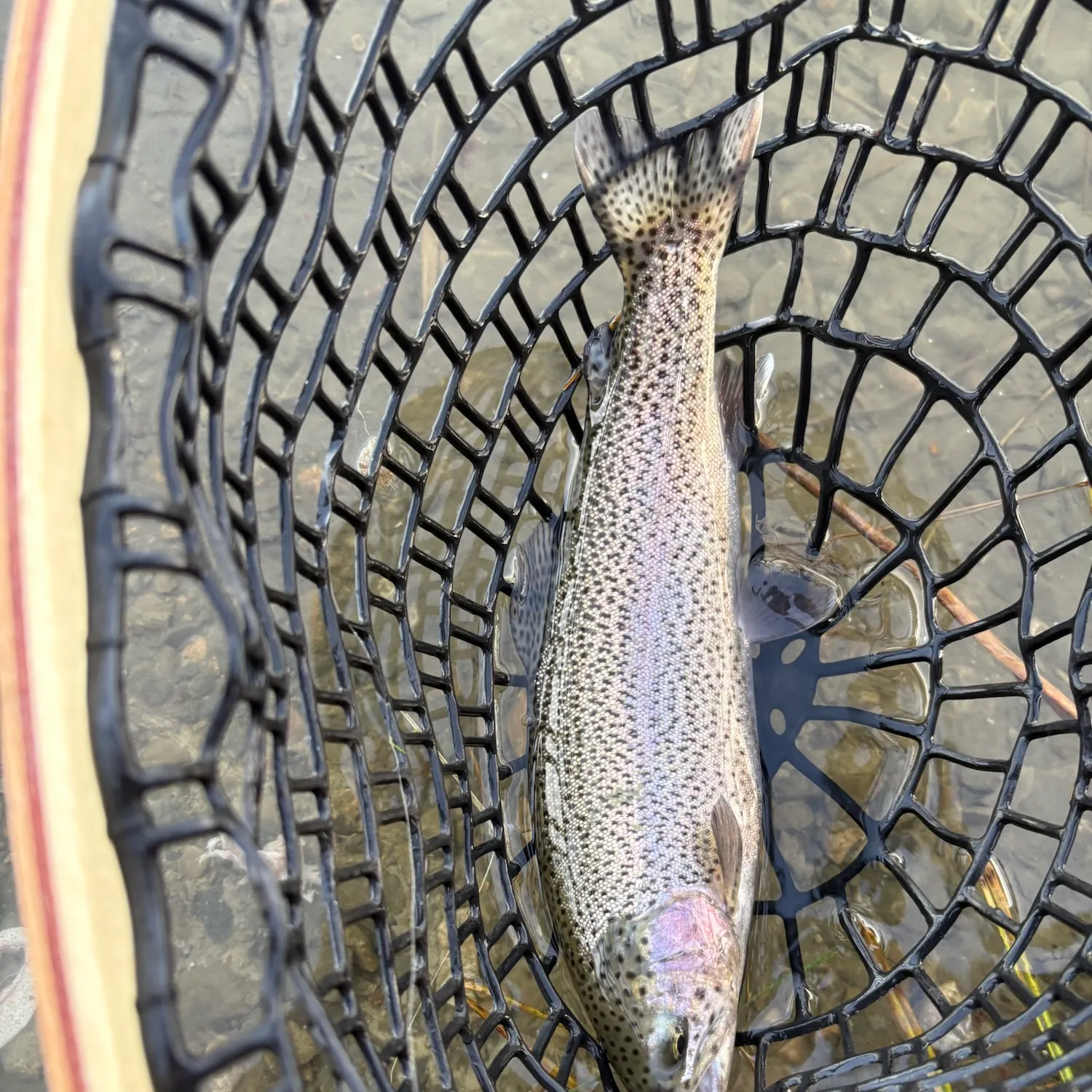 Rainbow trout caught on Fishbrain