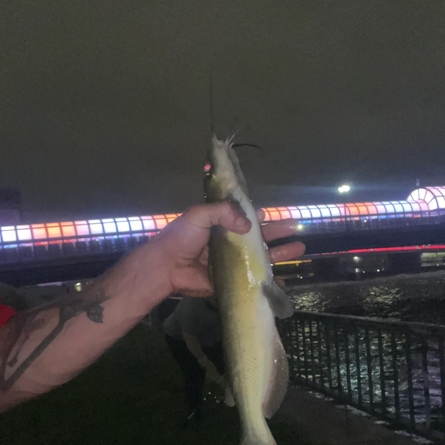 Channel catfish caught on Fishbrain