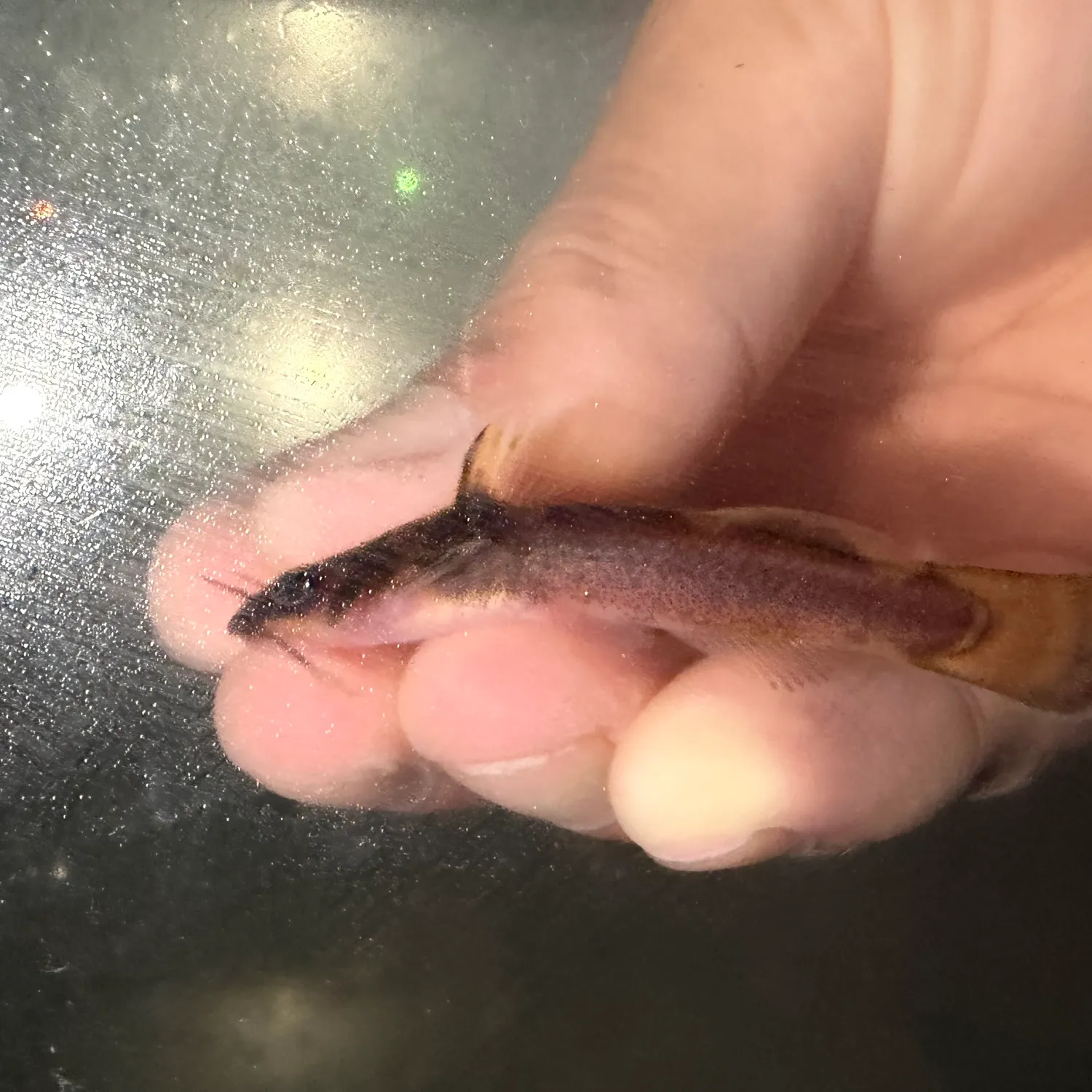 The most recent Margined madtom catches on Fishbrain