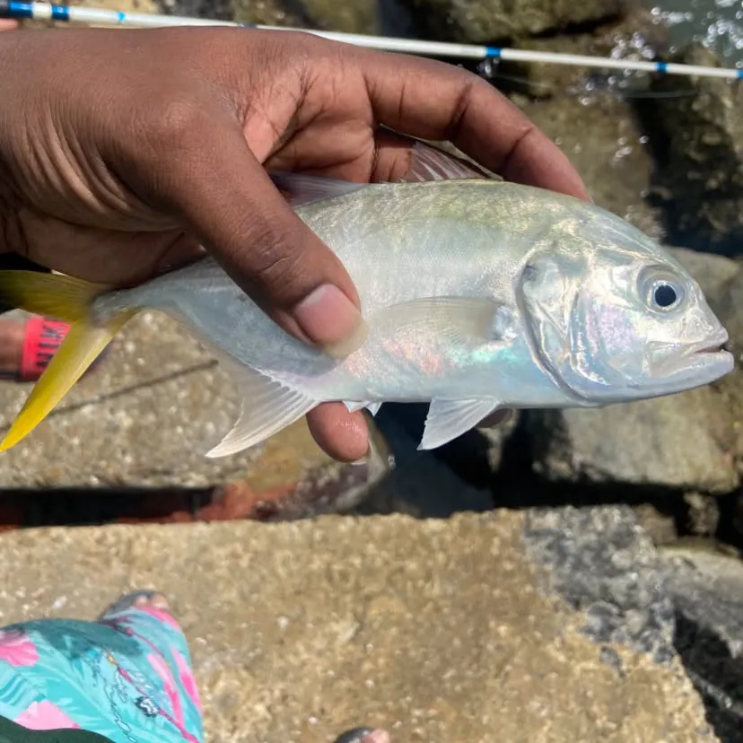The most recent Pacific crevalle jack catches on Fishbrain