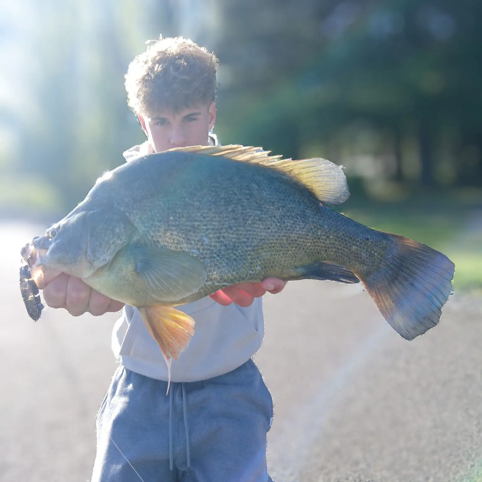 Golden perch caught on Fishbrain