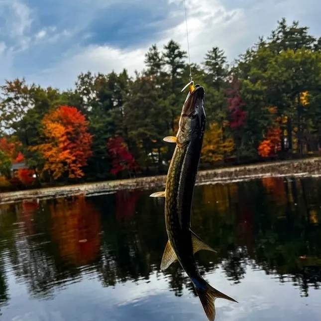 Chain pickerel caught on Fishbrain