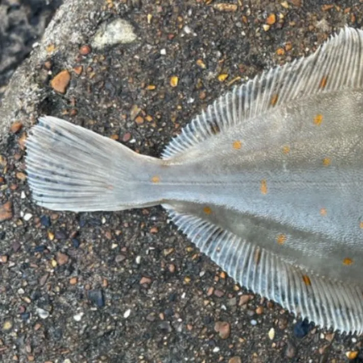 The most recent European plaice catches on Fishbrain