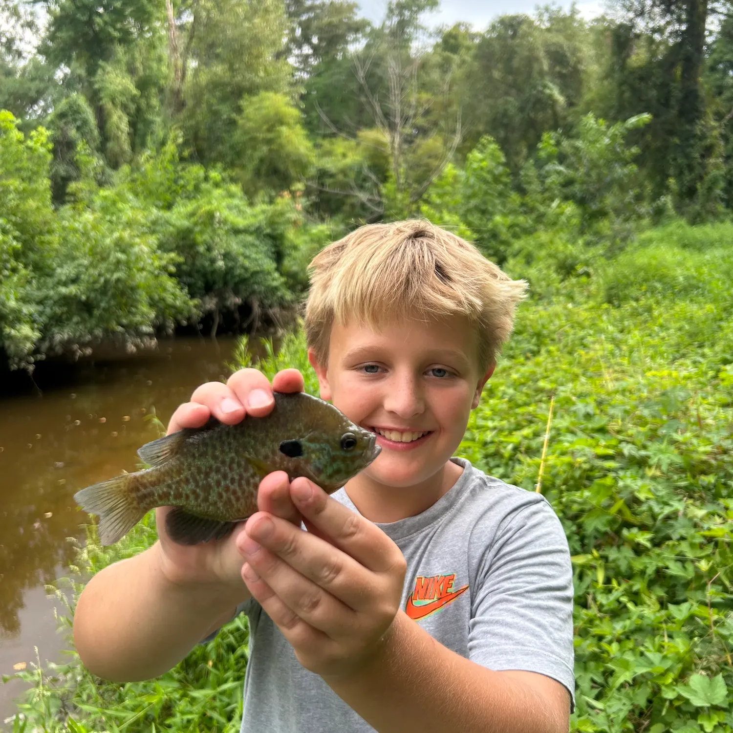 Greengill hybrid caught on Fishbrain