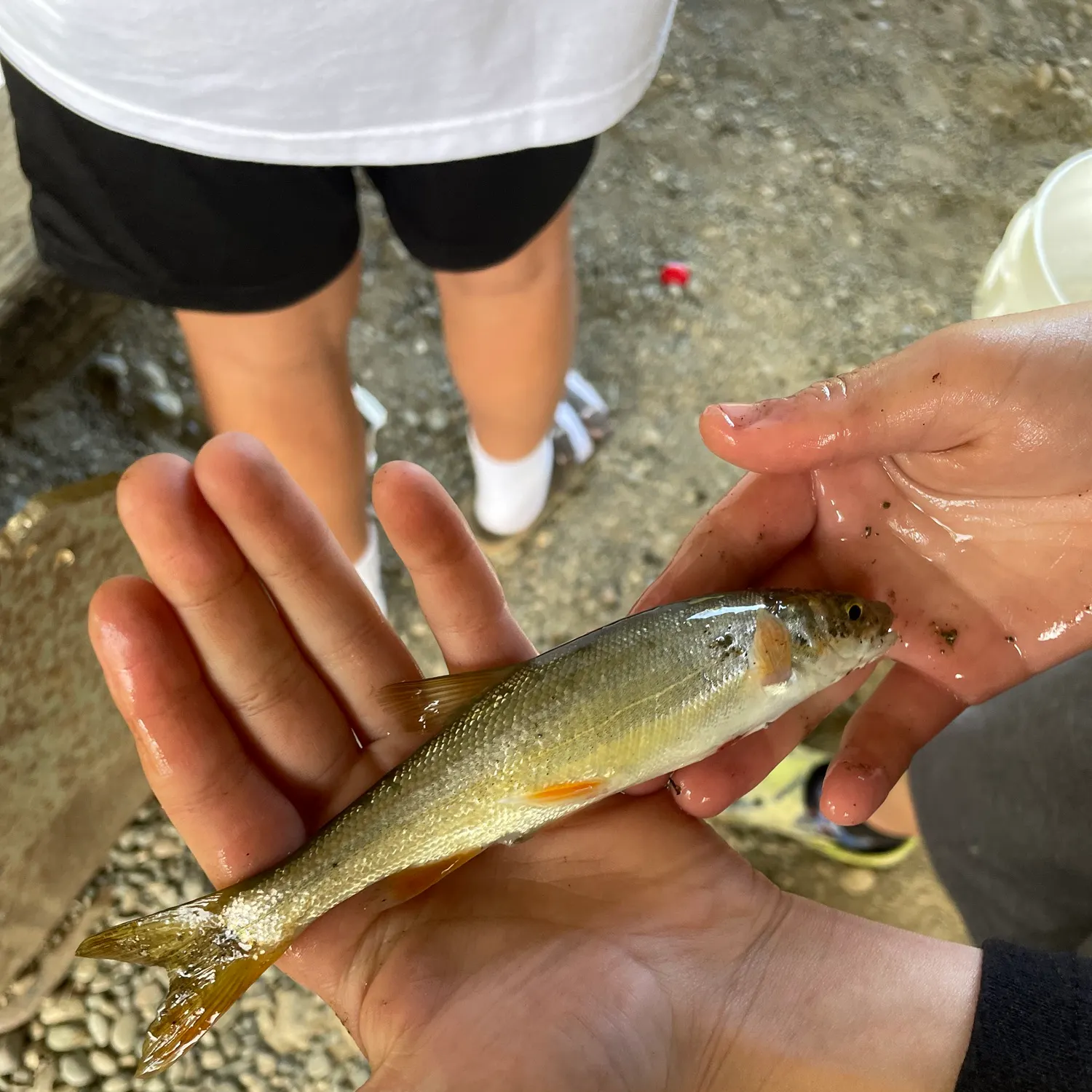 Northern pikeminnow caught on Fishbrain