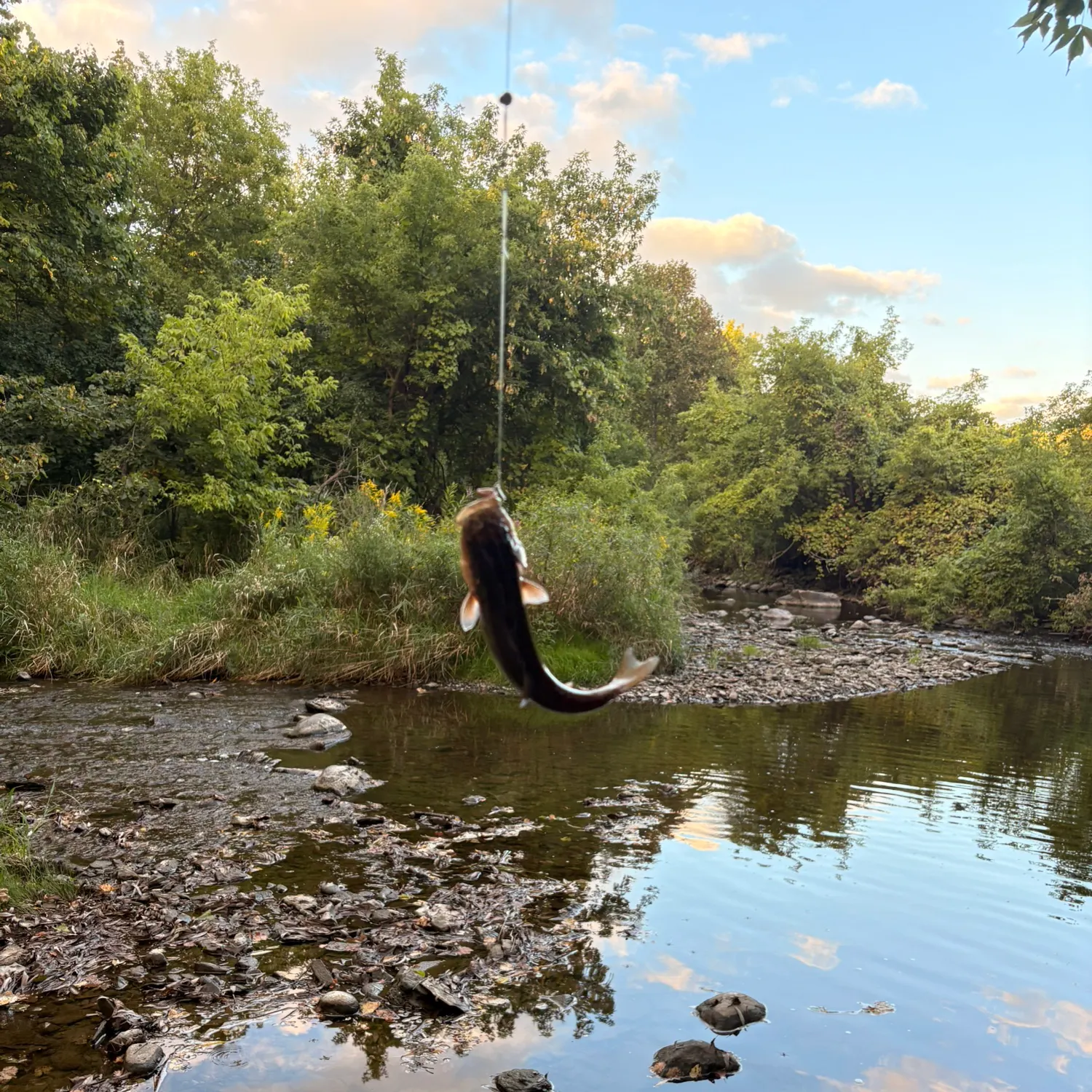 Creek chub caught on Fishbrain
