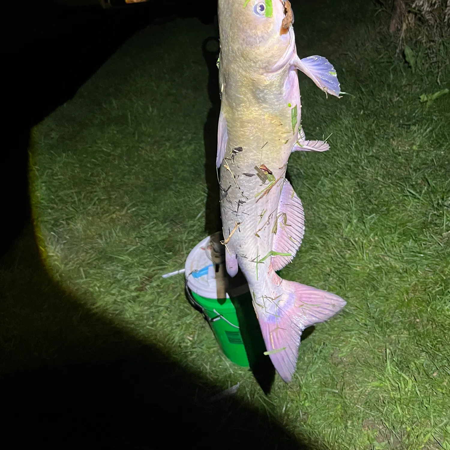 Channel catfish caught on Fishbrain
