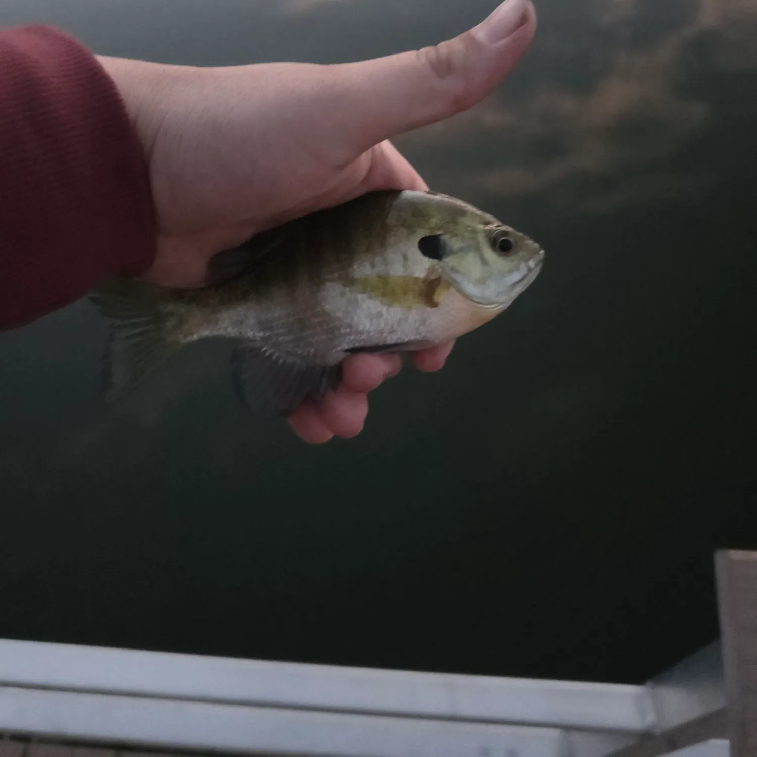 Bluegill caught on Fishbrain