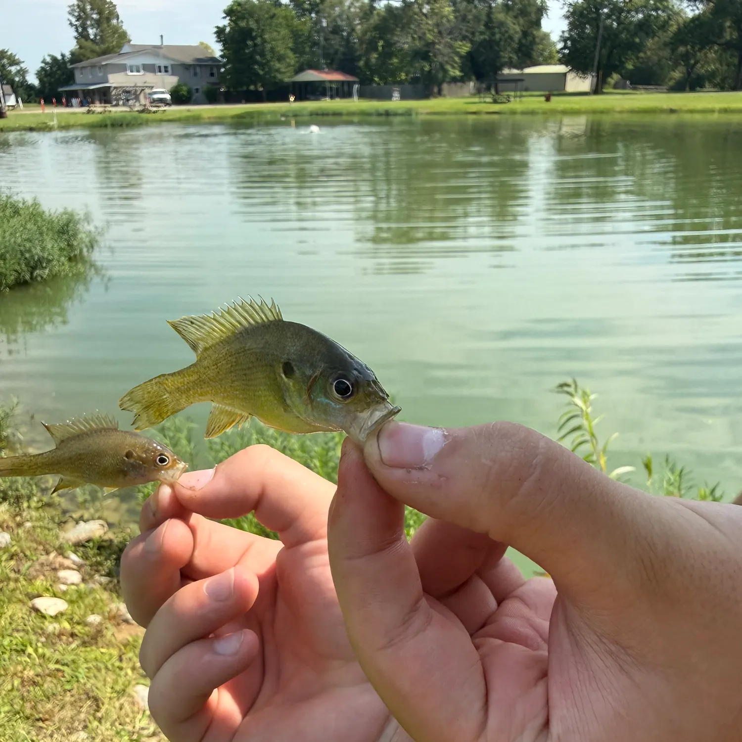 Green sunfish caught on Fishbrain
