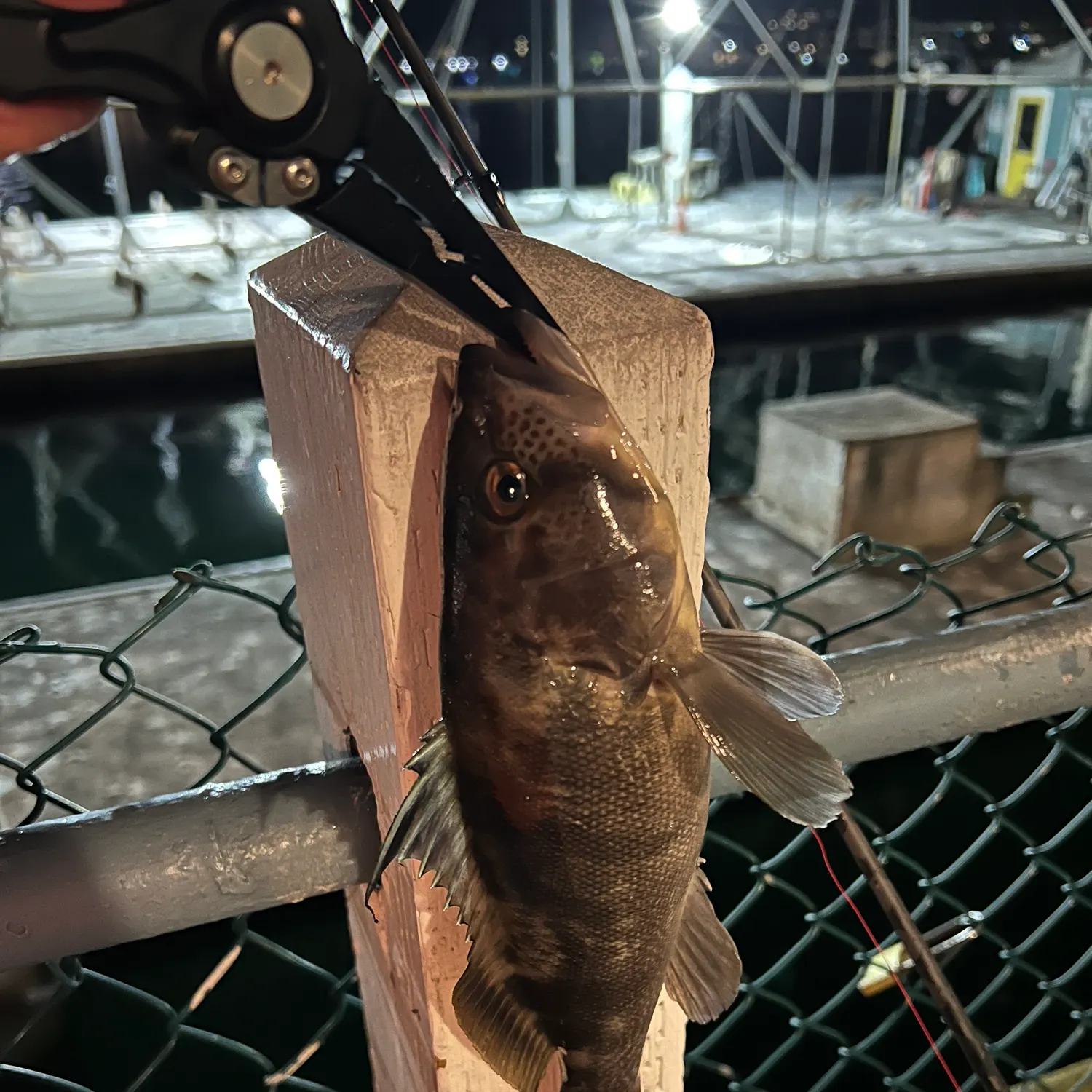 catch