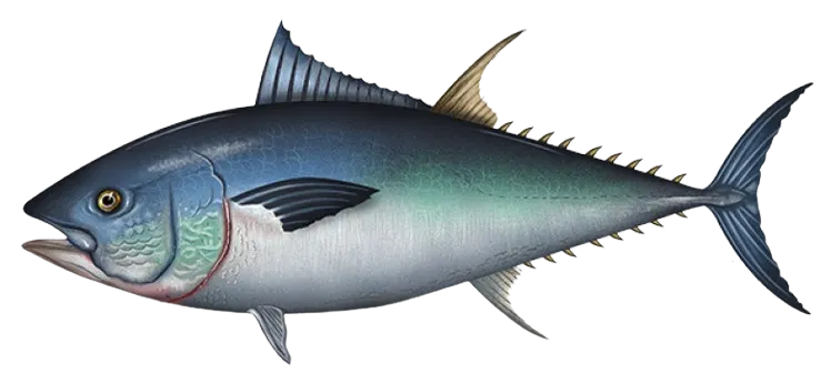 Atlantic bluefin tuna