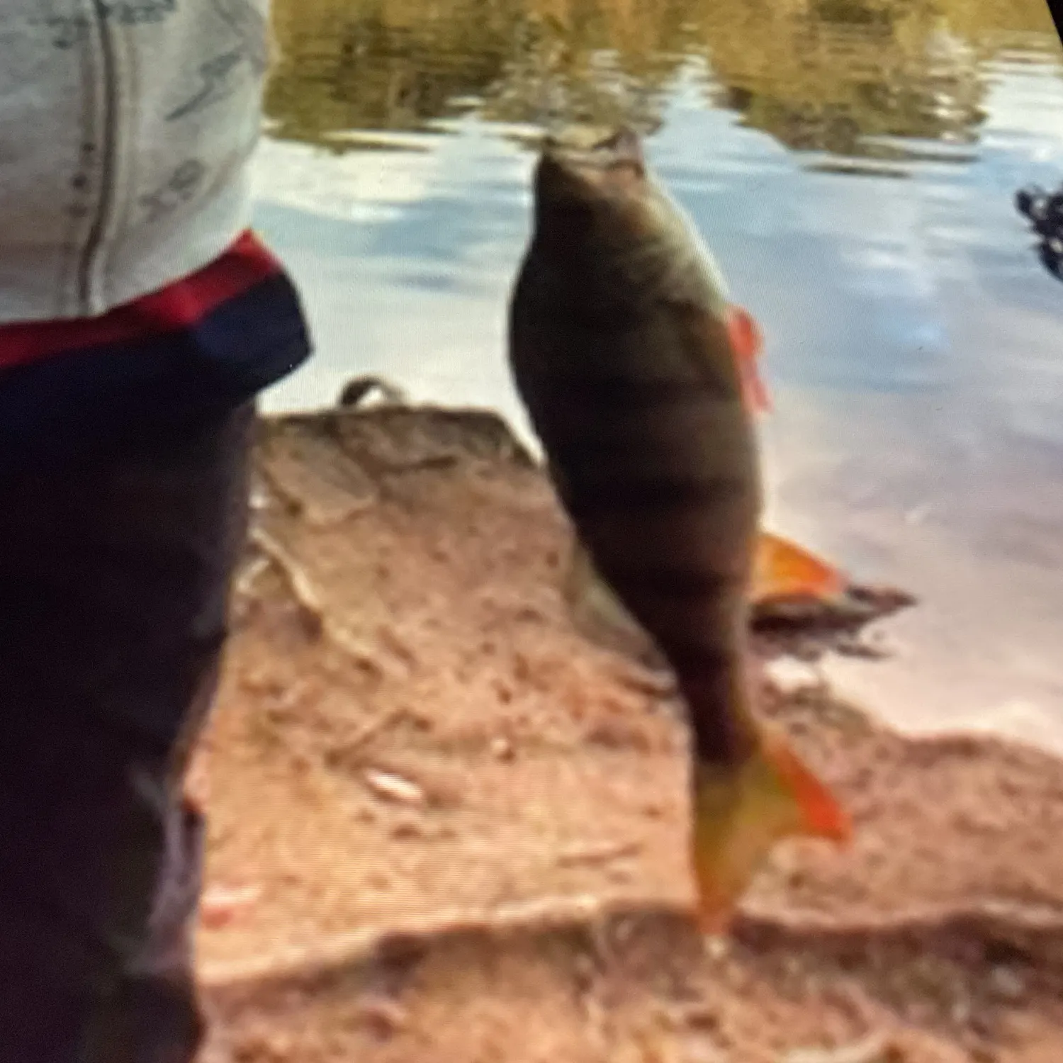 European perch caught on Fishbrain