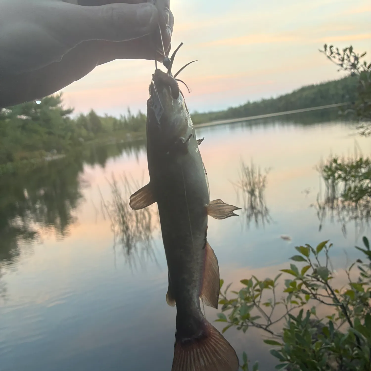 Brown bullhead caught on Fishbrain