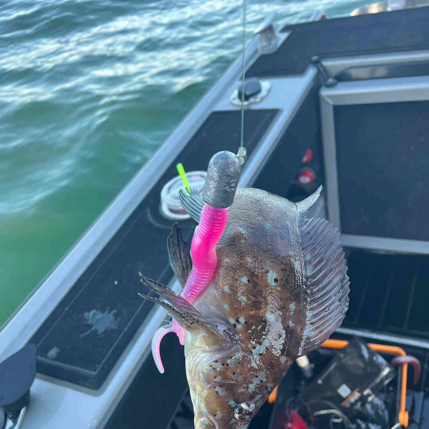 The most recent Kelp greenling catches on Fishbrain