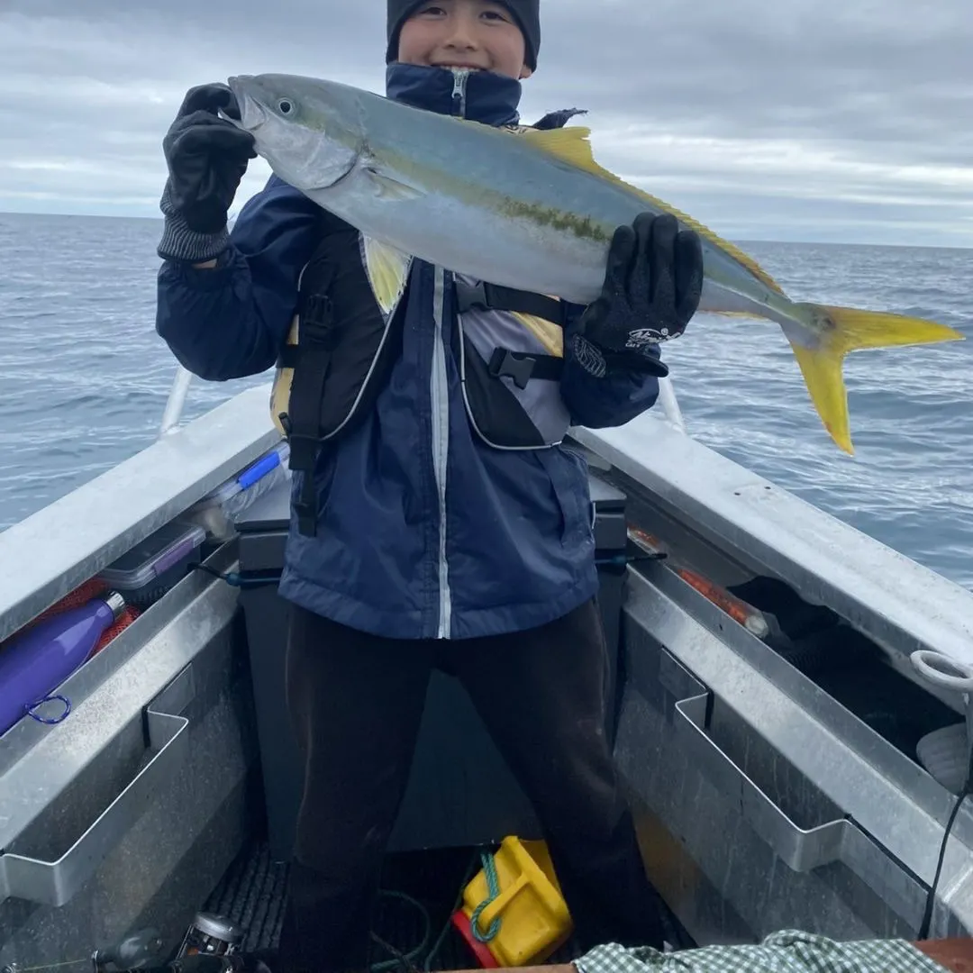 The most recent Southern yellowtail amberjack catches on Fishbrain