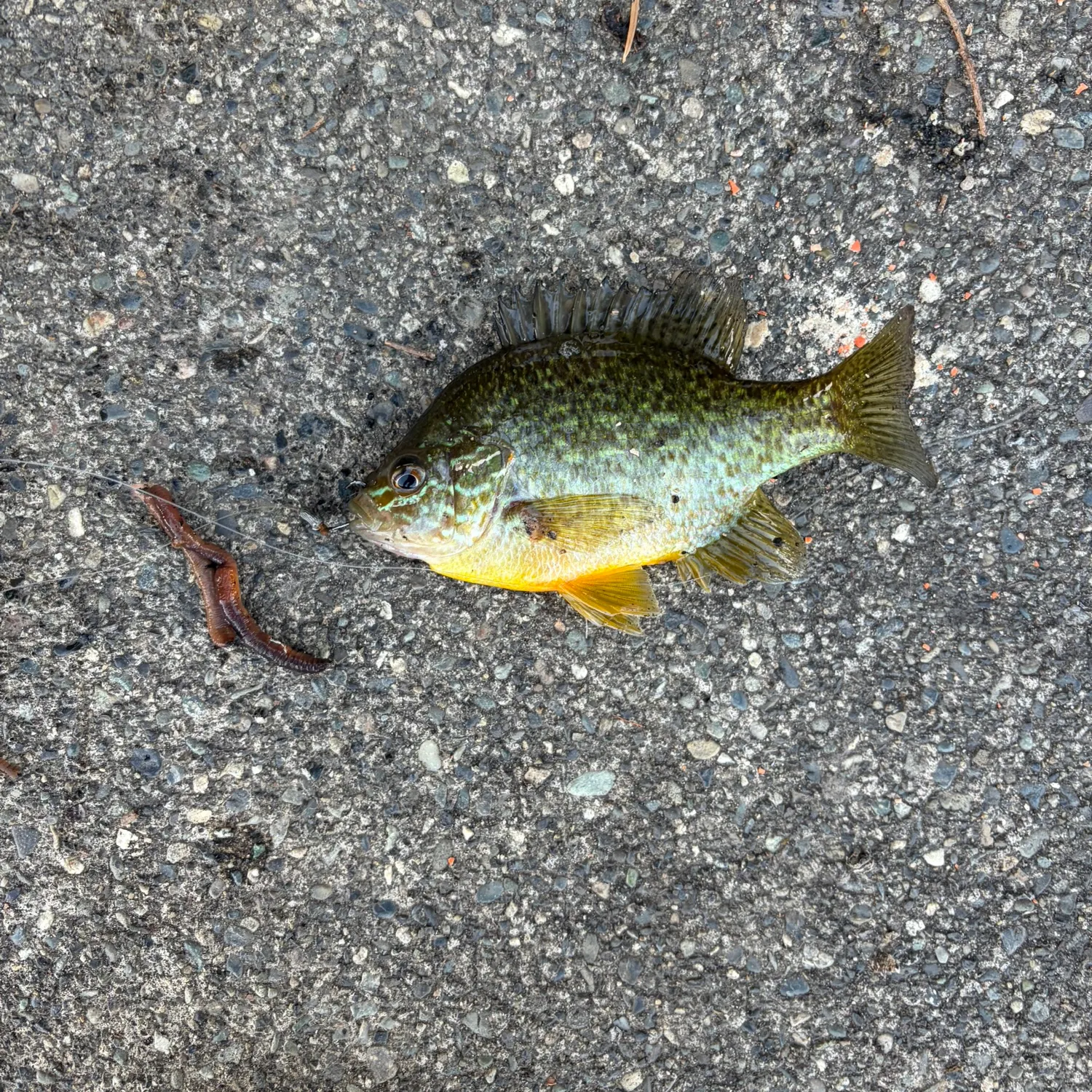 Bluegill caught on Fishbrain