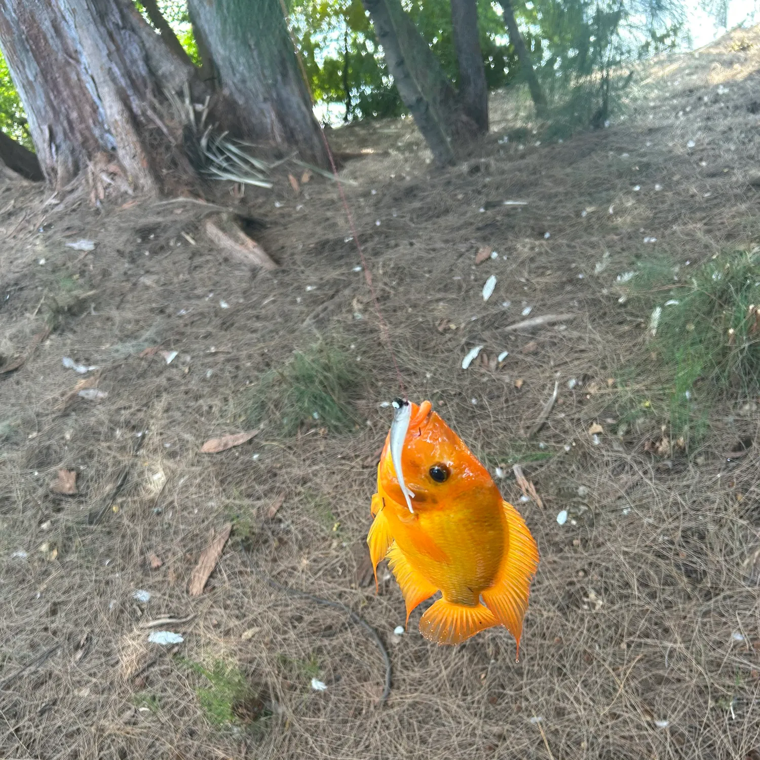 The most recent Midas cichlid catches on Fishbrain