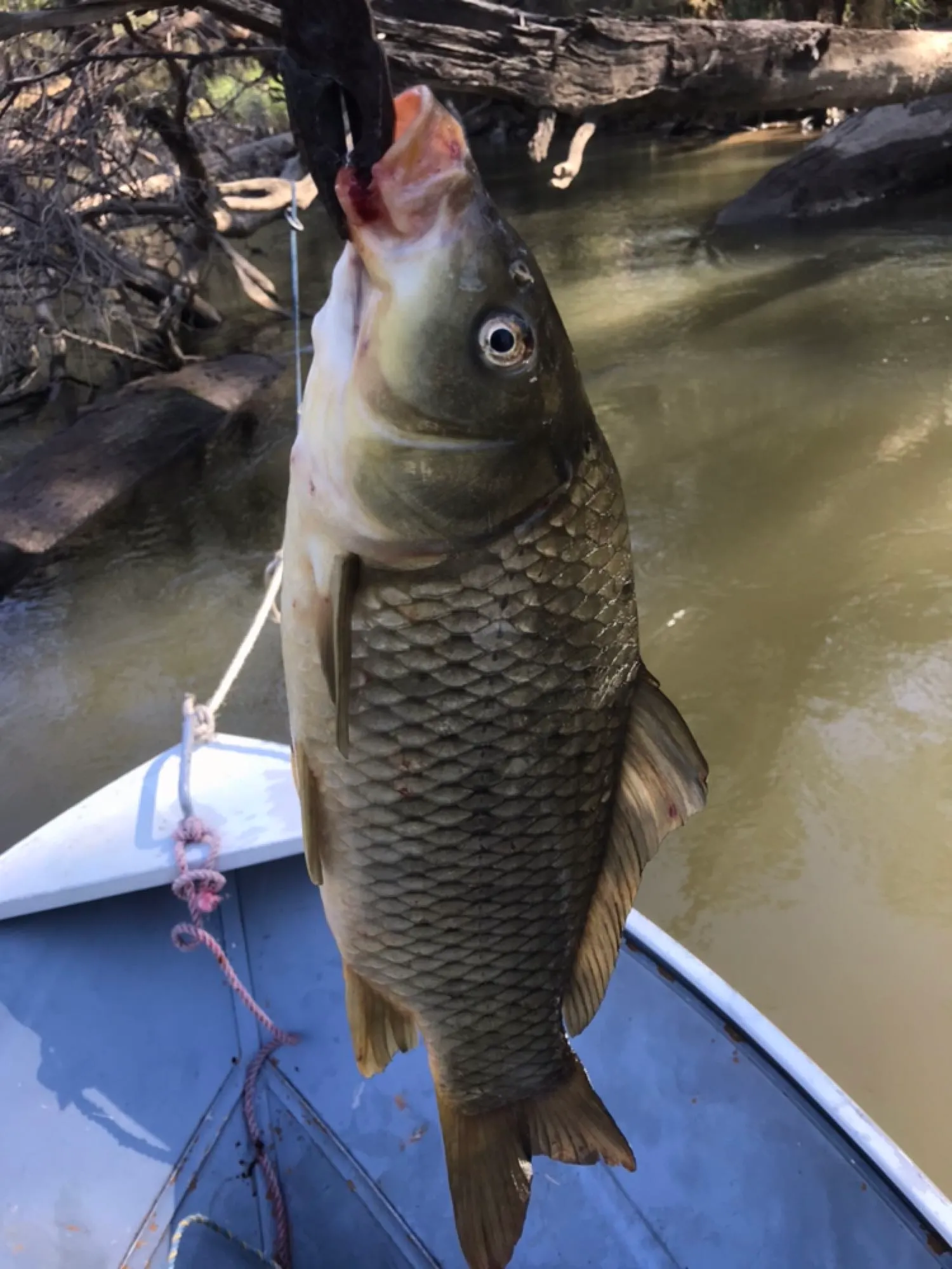 Post image from Doc-Yarrum