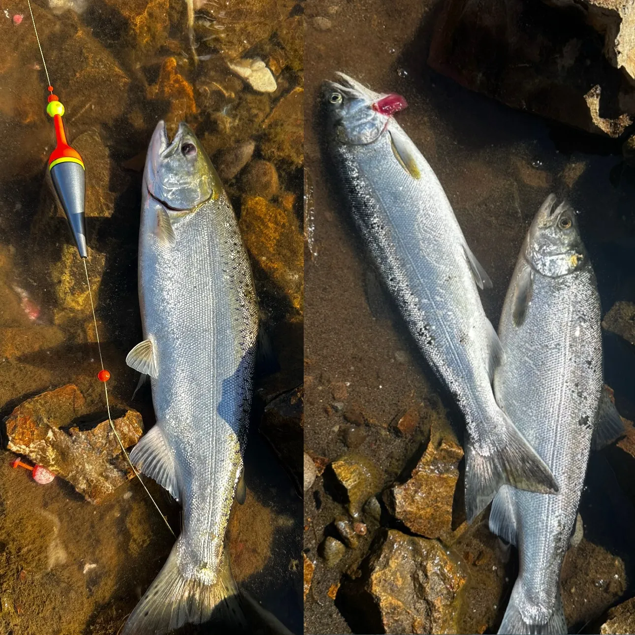 Fish caught on Fishbrain