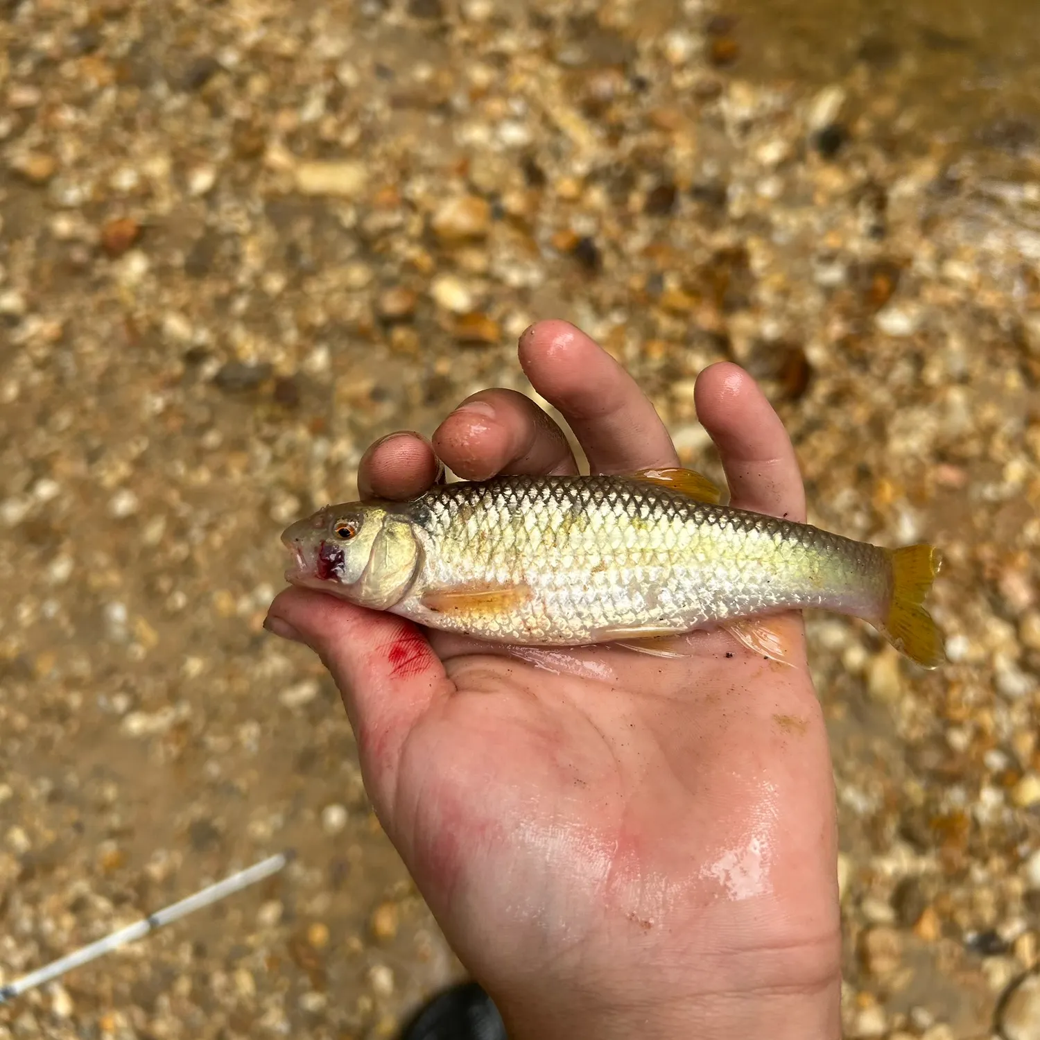 The most recent Redtail chub catches on Fishbrain
