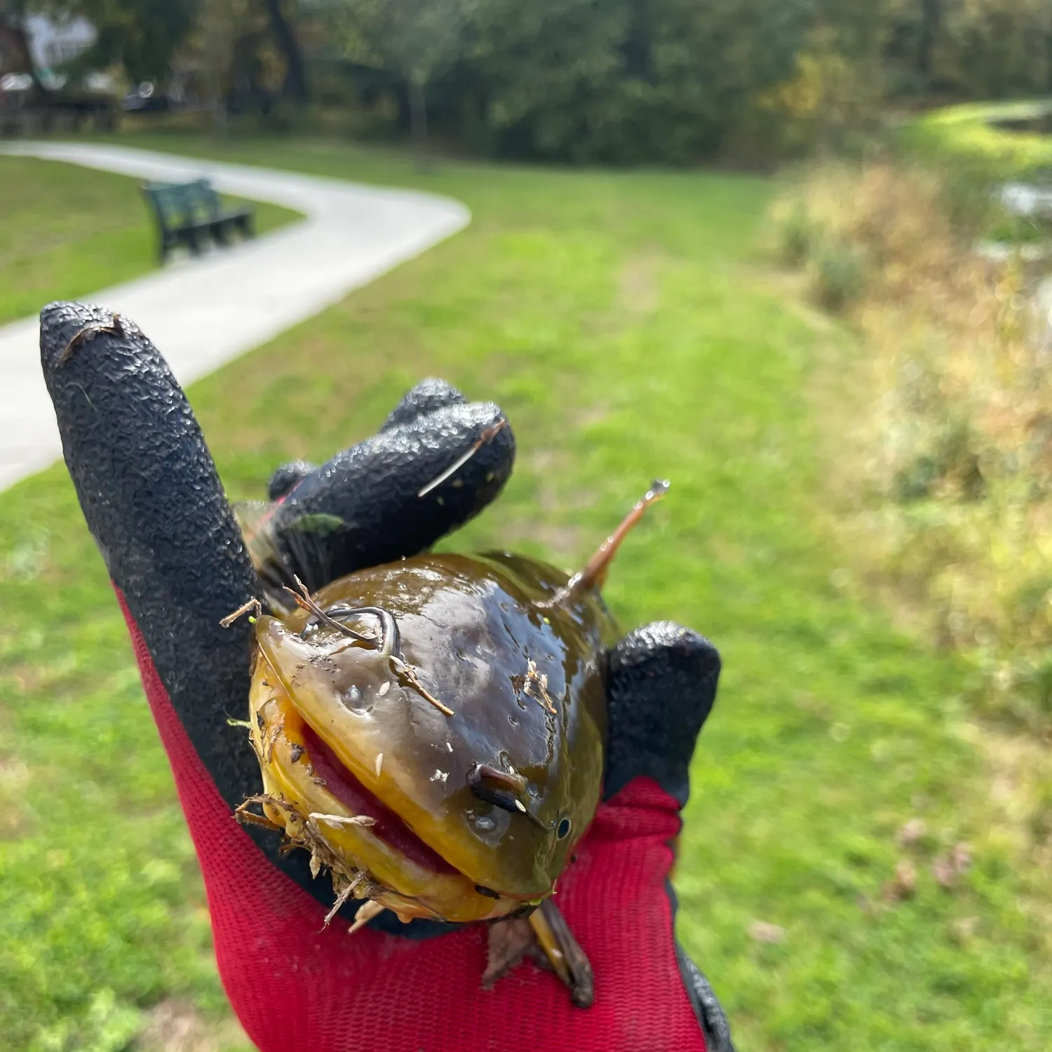 catch