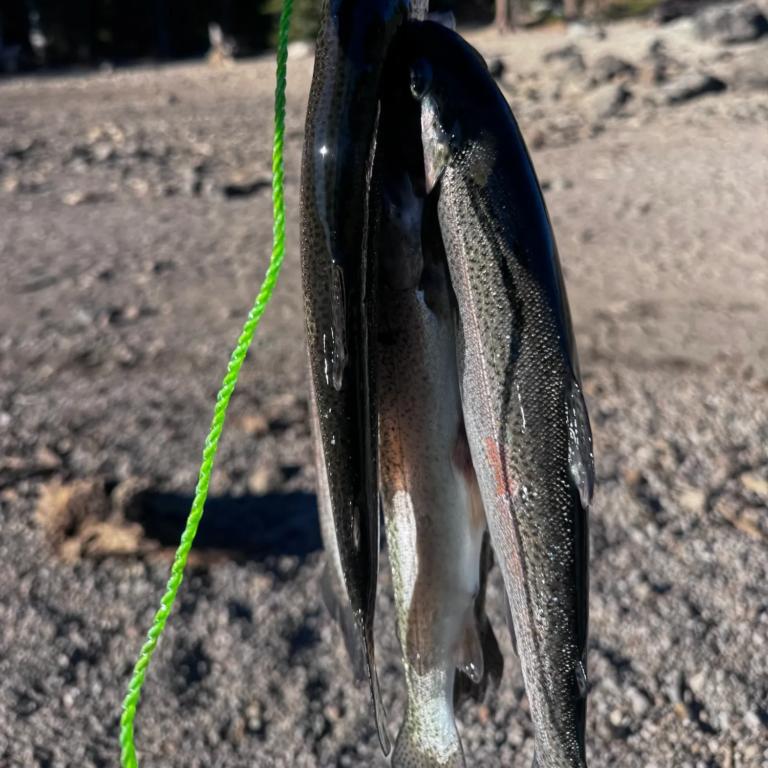 Rainbow trout caught on Fishbrain