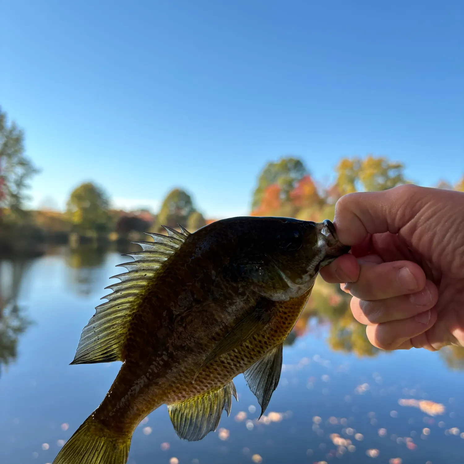 Bluegill caught on Fishbrain