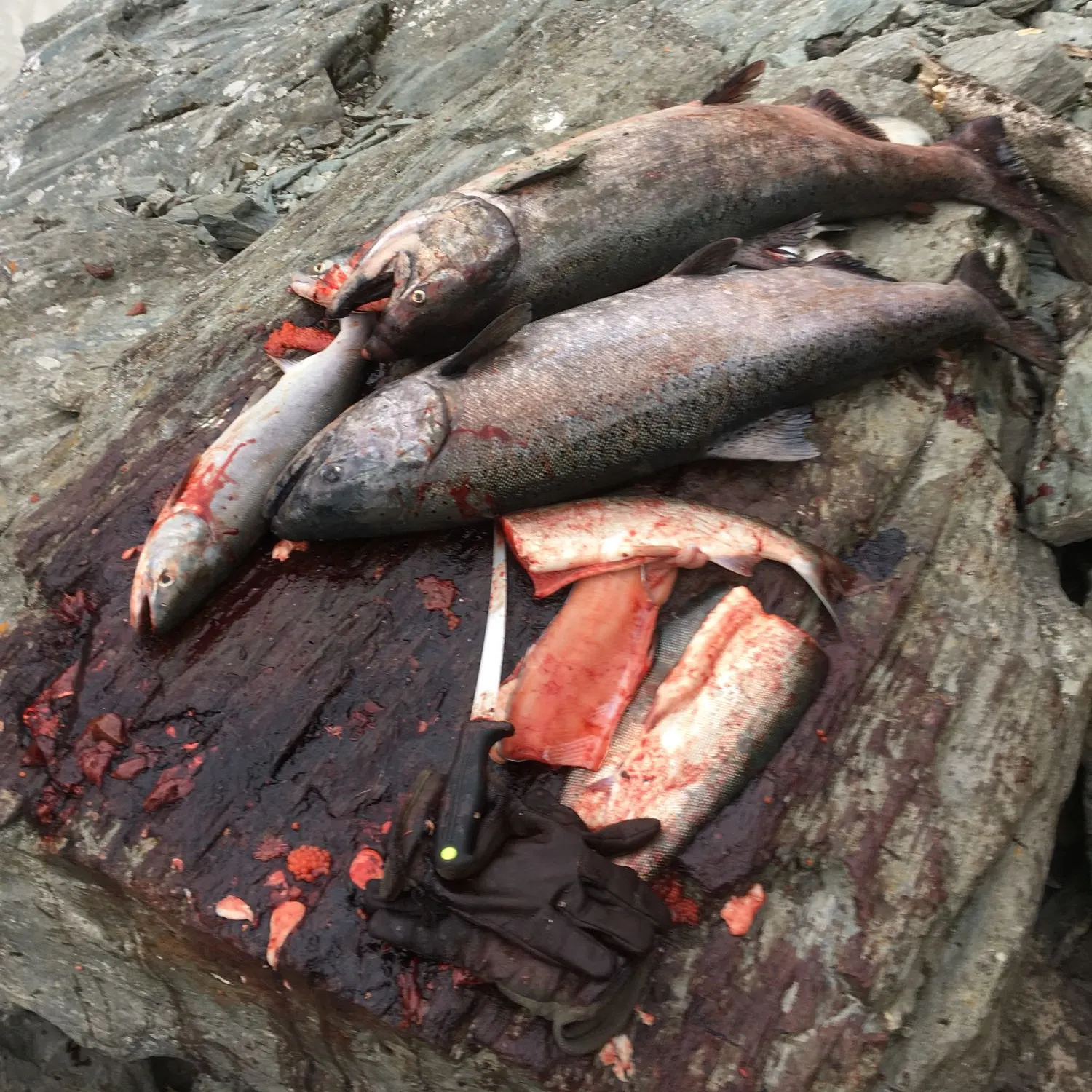 recently logged catches